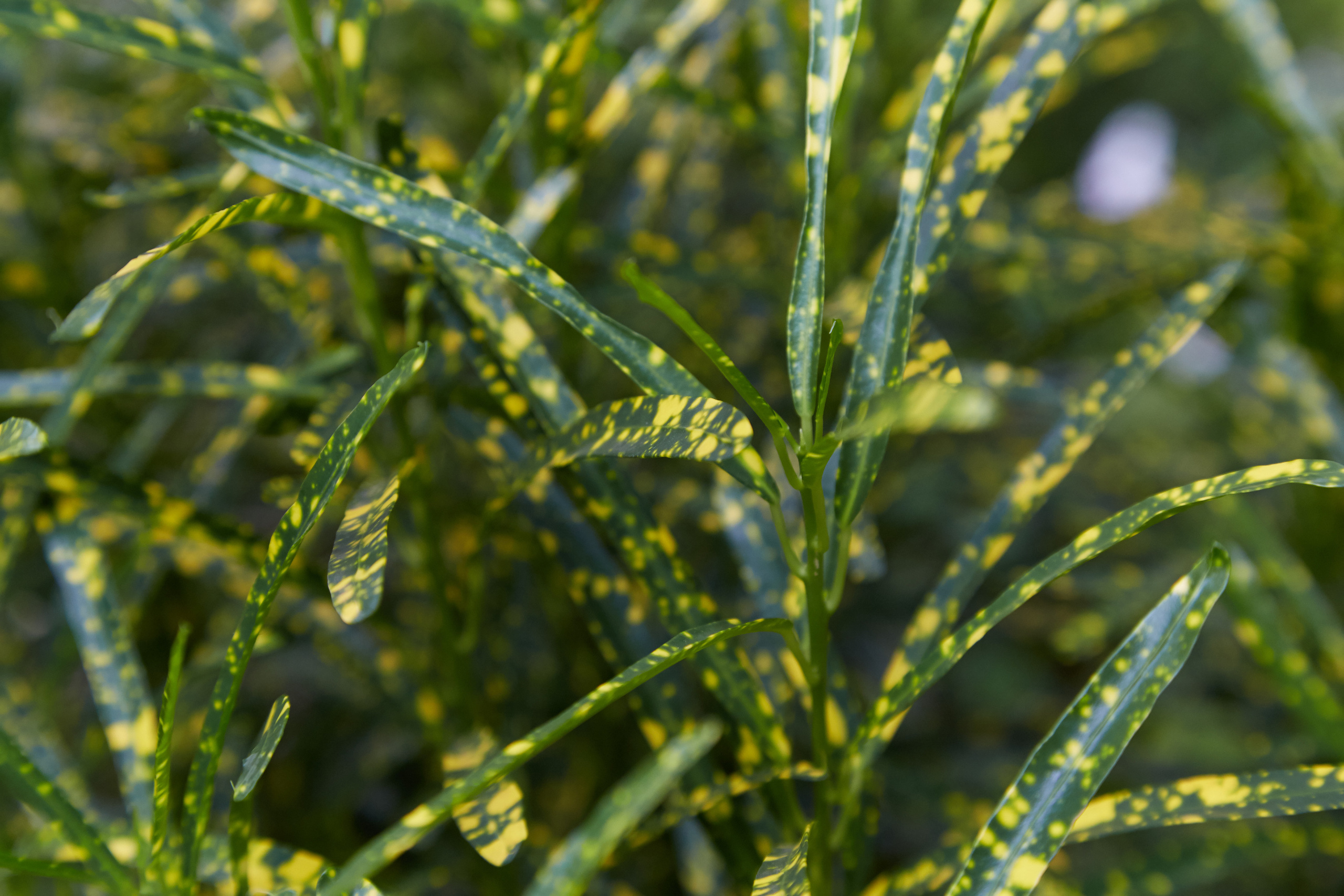 Индия. ГОА, Мумбай, Аджента, Аурангобад. Креативный фотограф в Москве