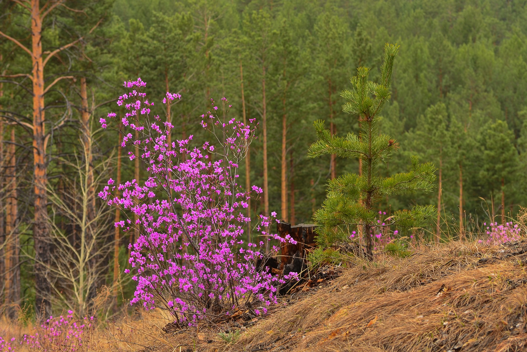 Разное. Репортажный фотограф г. Чита