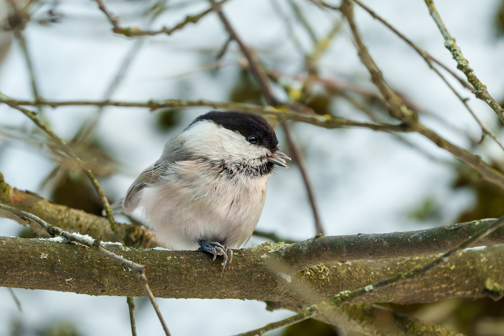 Удивительные мир птиц. Вокруг нас столько прекрасного — присмотритесь!. Ваш личный фотограф Марина Волкова