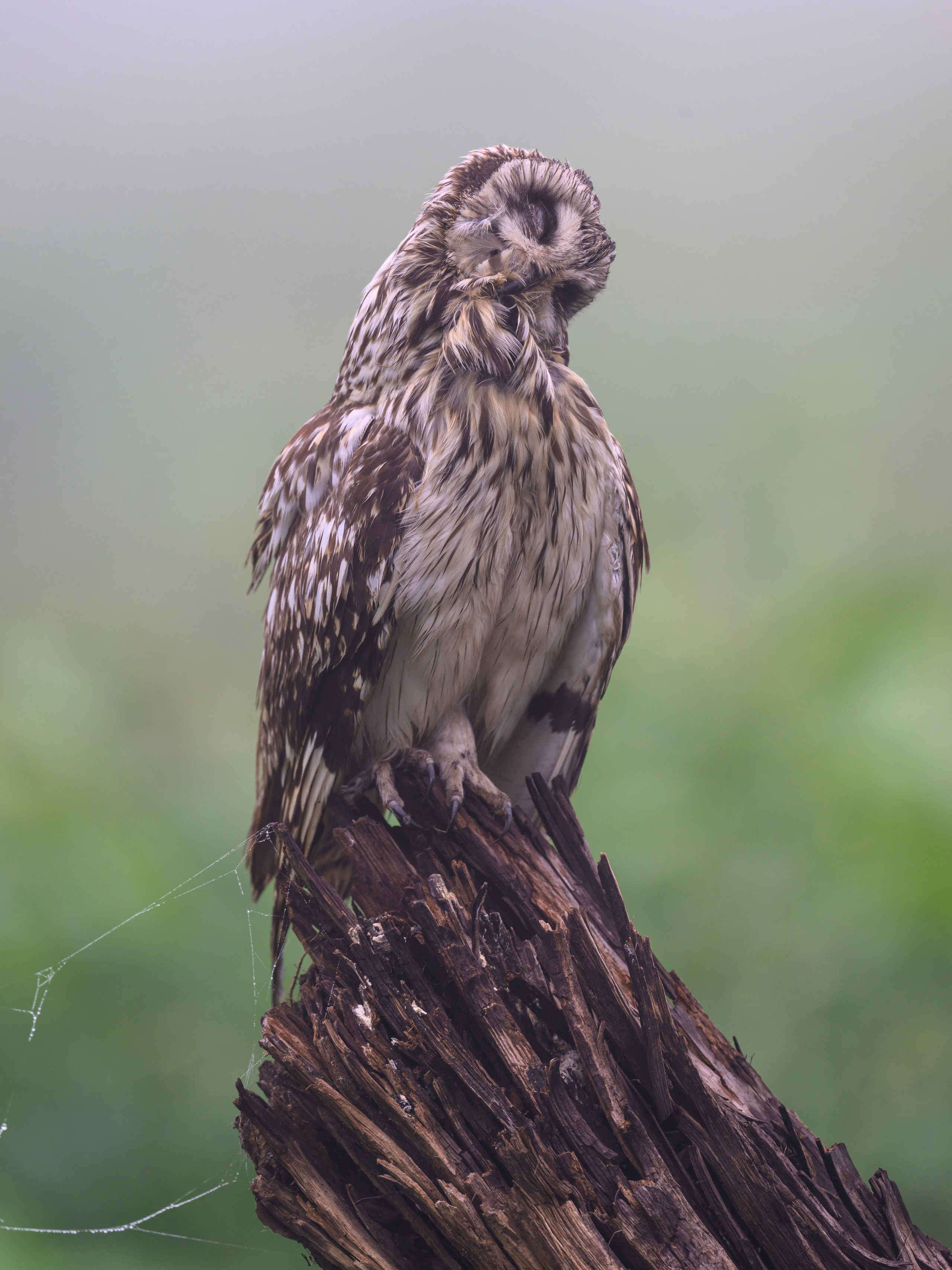 Сова вернулась. The owl has returned. Wildlife photography by Sergey Puponin