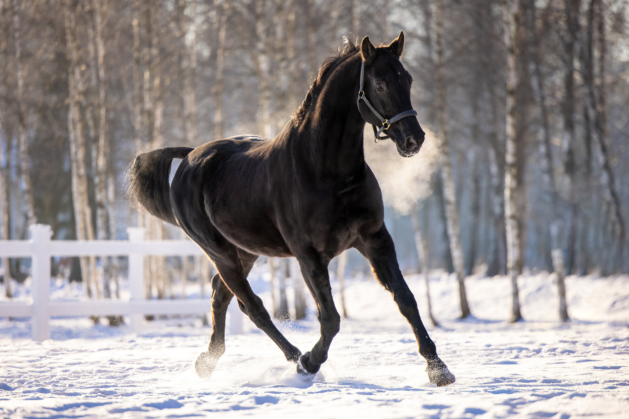 Экстерьерная съёмка лошадей. Mrs.Aquarelia Конный фотограф Марианна Леонтьева