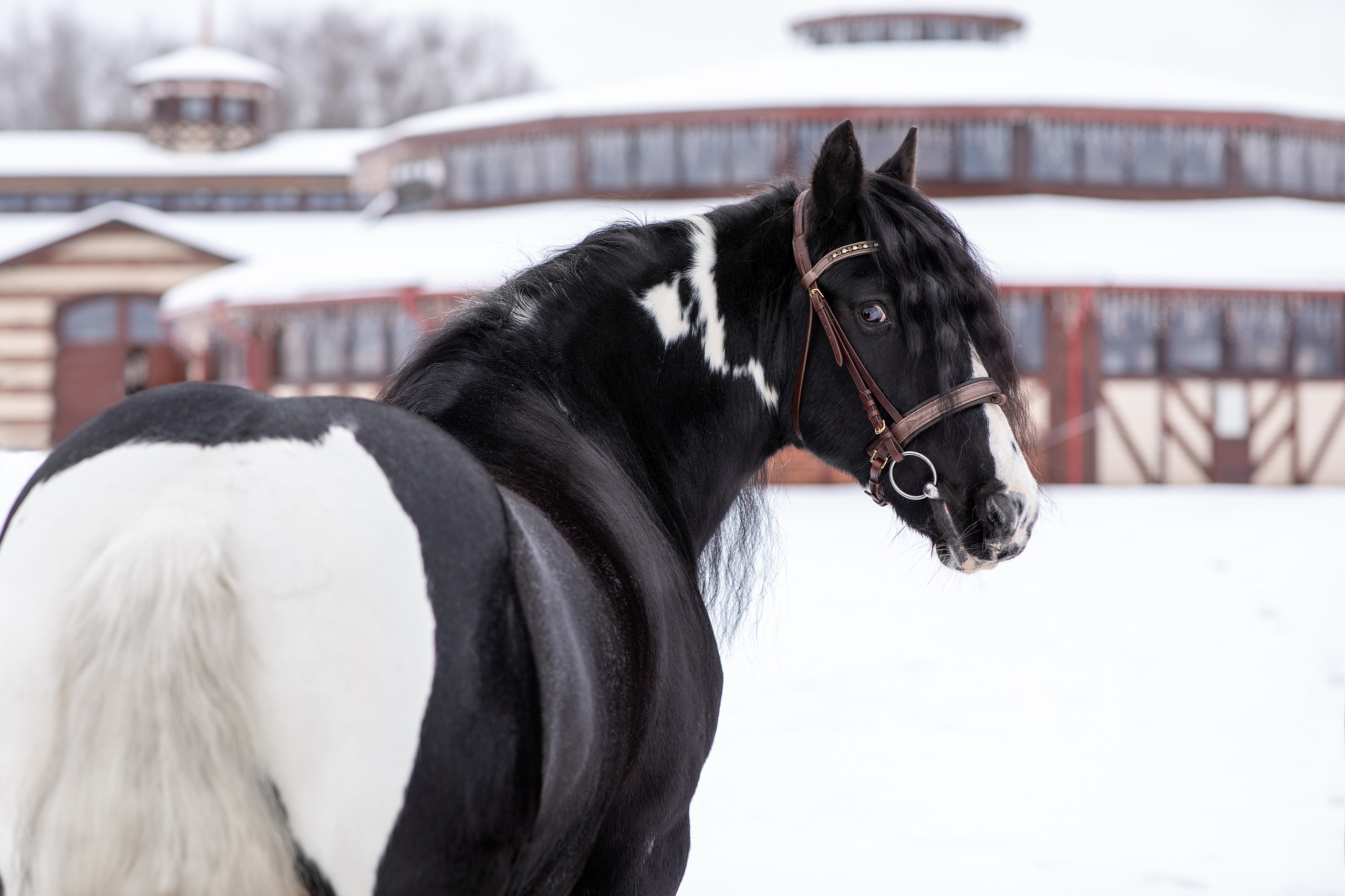 Экстерьерная съёмка лошадей. Mrs.Aquarelia Конный фотограф Марианна Леонтьева