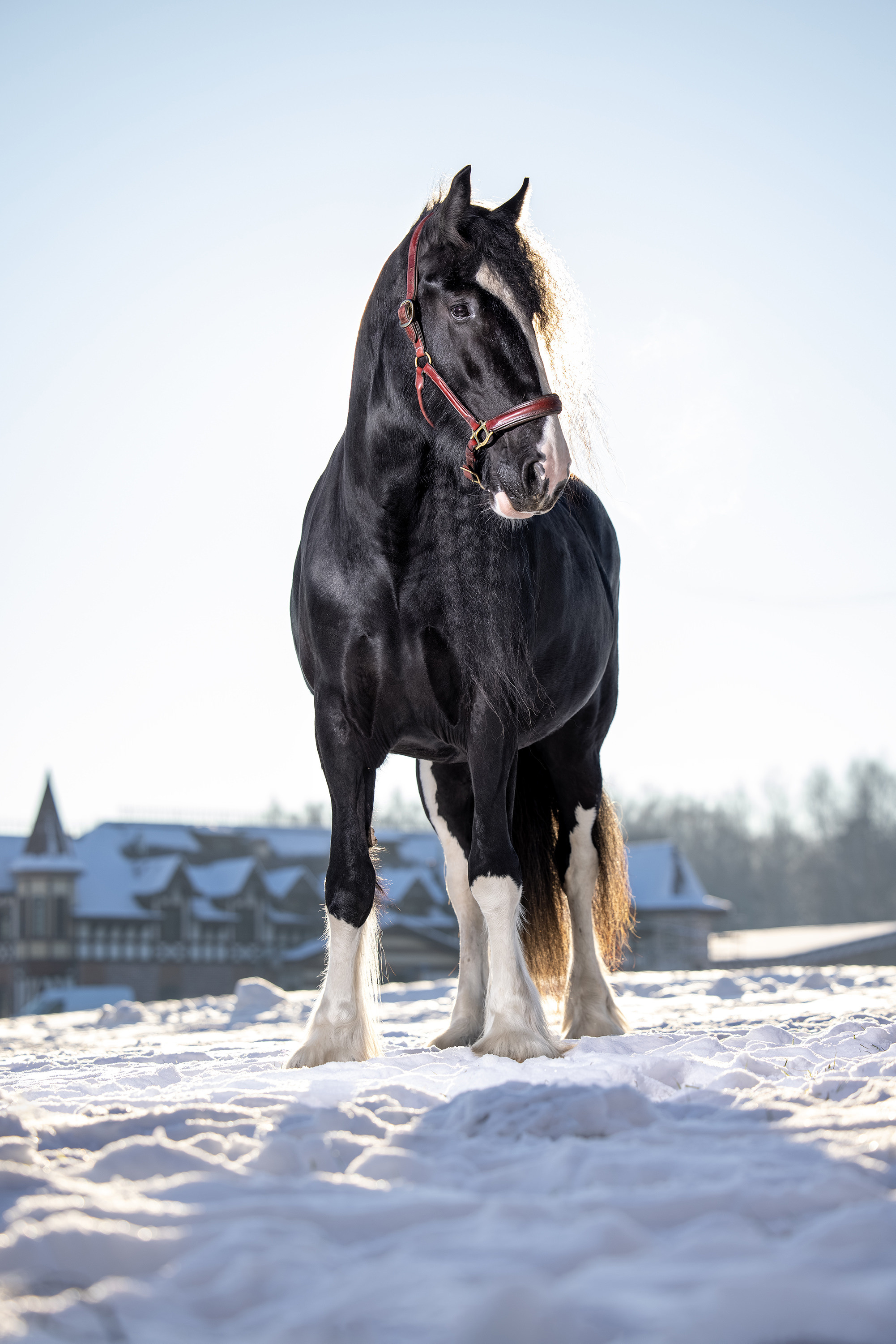 Экстерьерная съёмка лошадей. Mrs.Aquarelia Конный фотограф Марианна Леонтьева