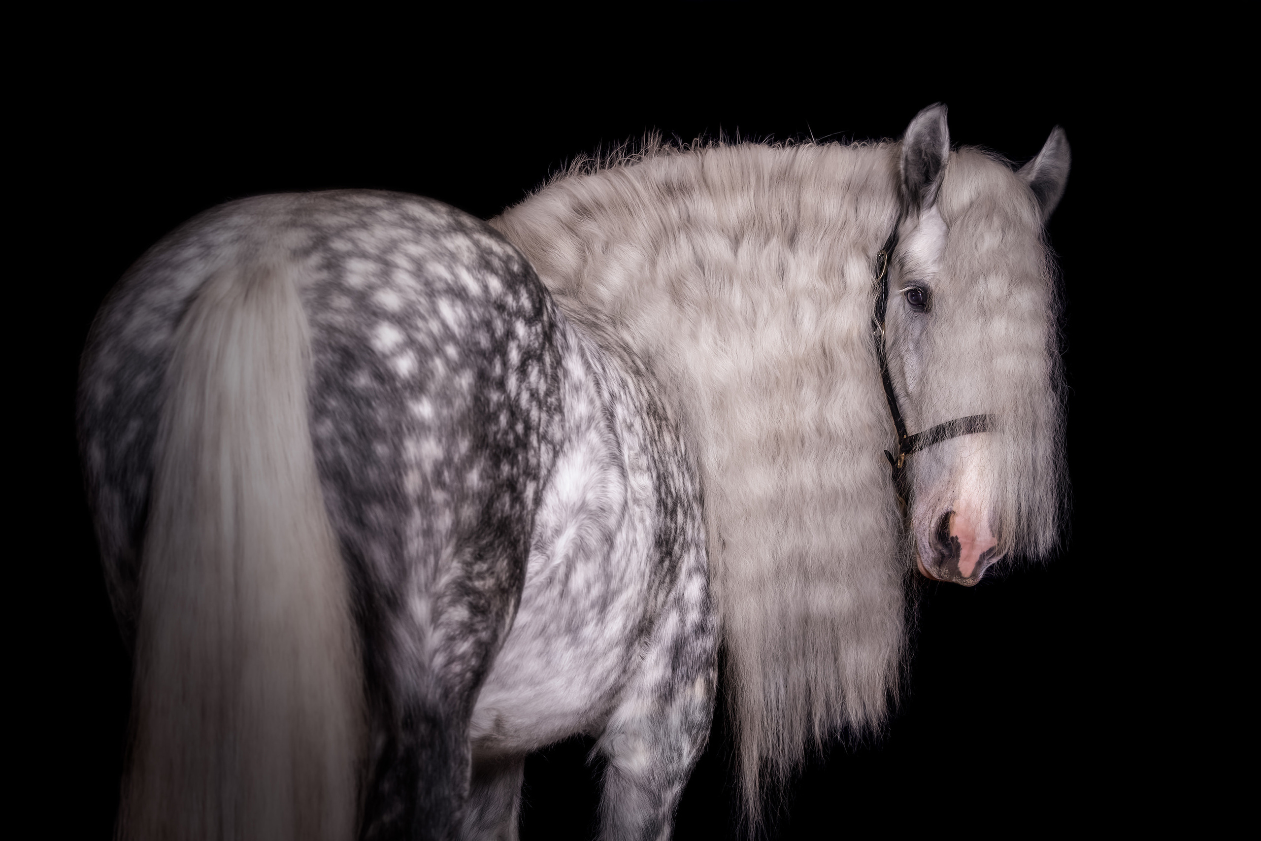 Экстерьерная съёмка лошадей. Mrs.Aquarelia Конный фотограф Марианна Леонтьева