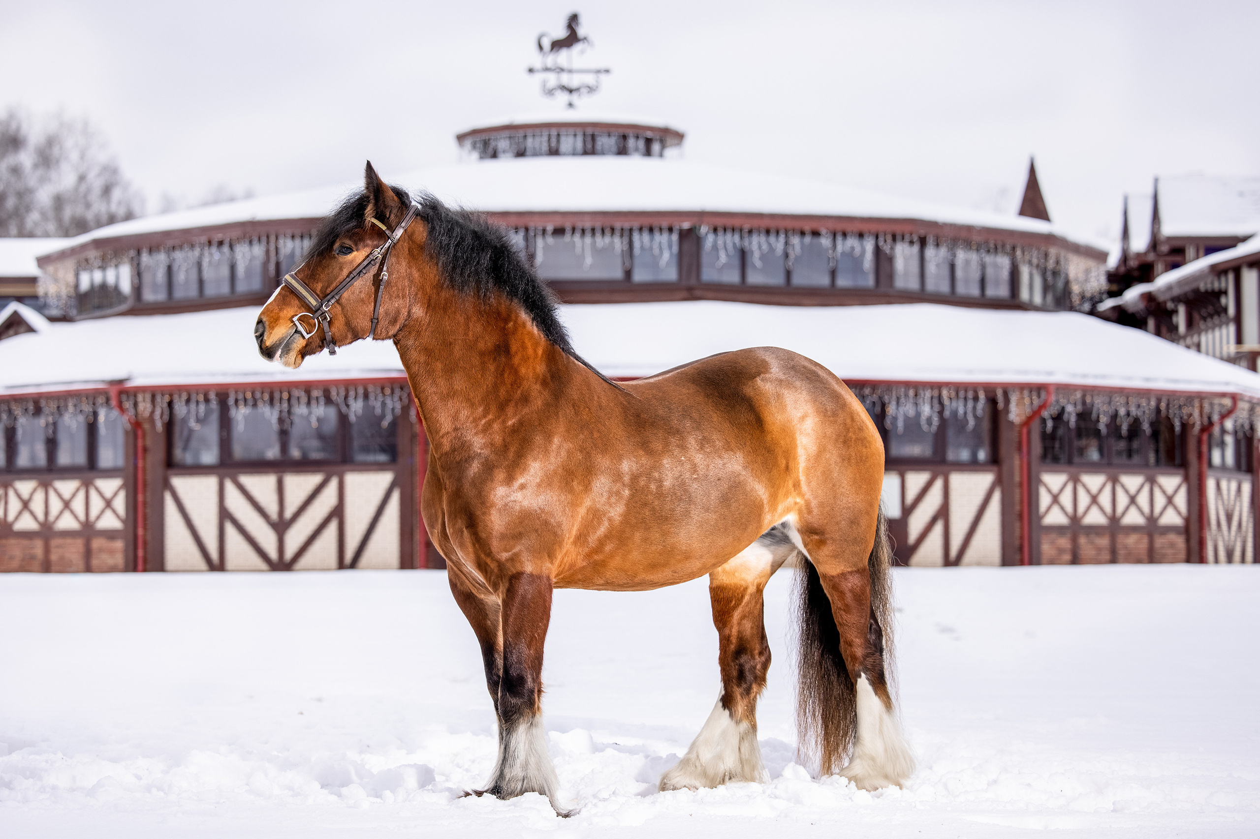 Экстерьерная съёмка лошадей. Mrs.Aquarelia Конный фотограф Марианна Леонтьева