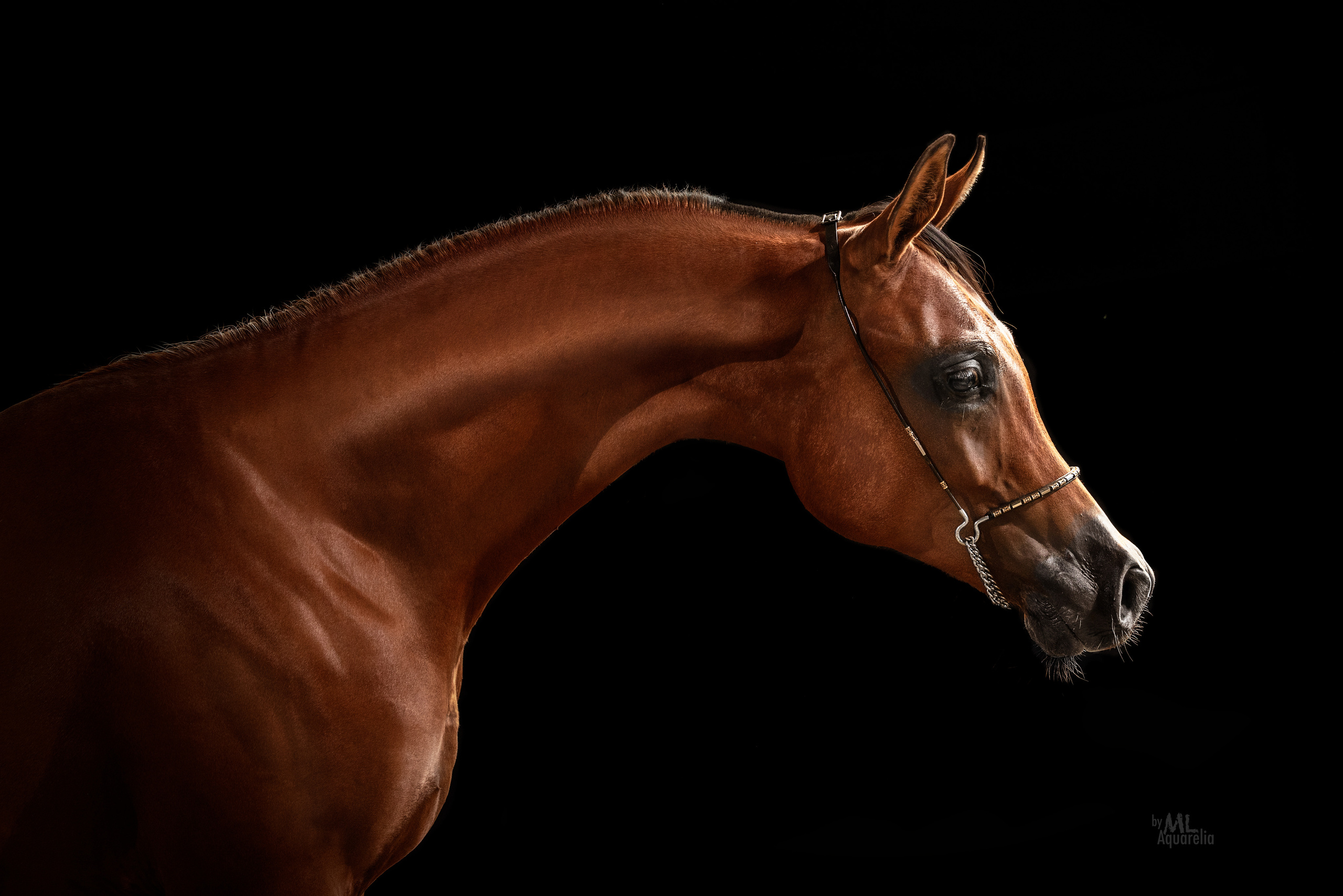 Экстерьерная съёмка лошадей. Mrs.Aquarelia Конный фотограф Марианна Леонтьева