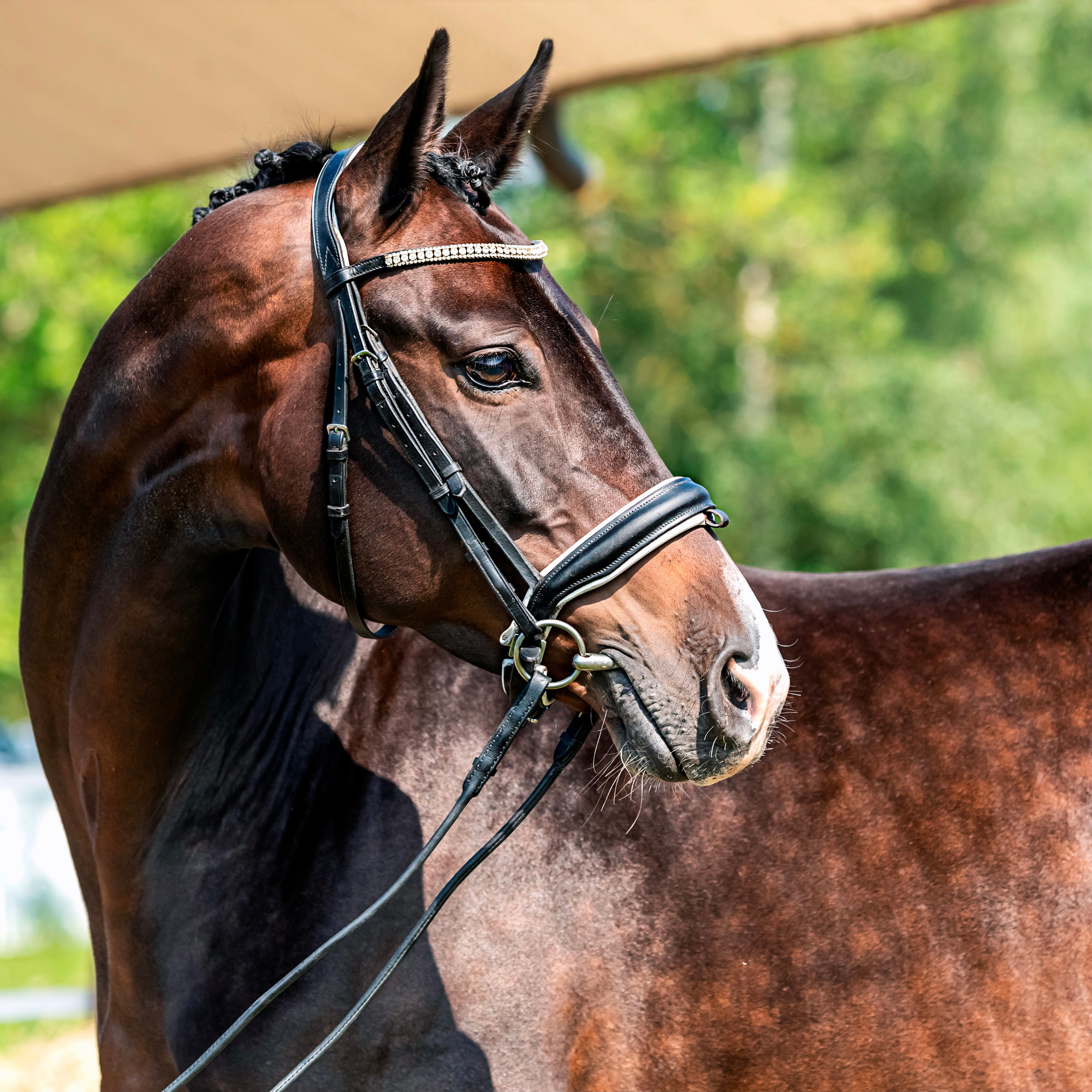 Экстерьерная съёмка лошадей. Mrs.Aquarelia Конный фотограф Марианна Леонтьева