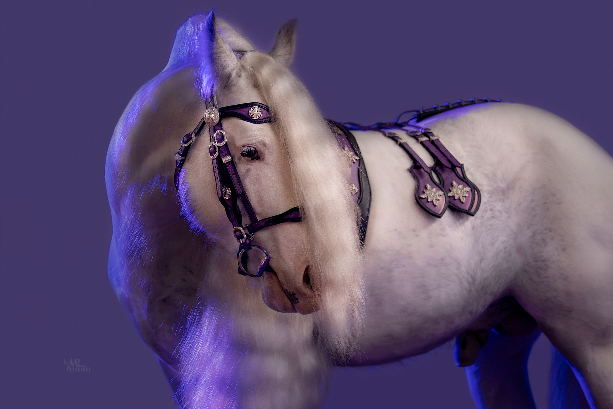Конные фотосессии с использованием студийного оборудования. Mrs.Aquarelia Конный фотограф Марианна Леонтьева