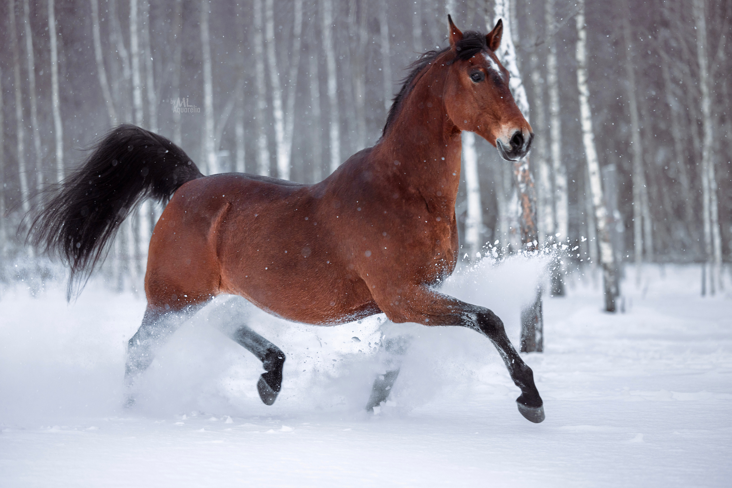 Экстерьерная съёмка лошадей. Mrs.Aquarelia Конный фотограф Марианна Леонтьева
