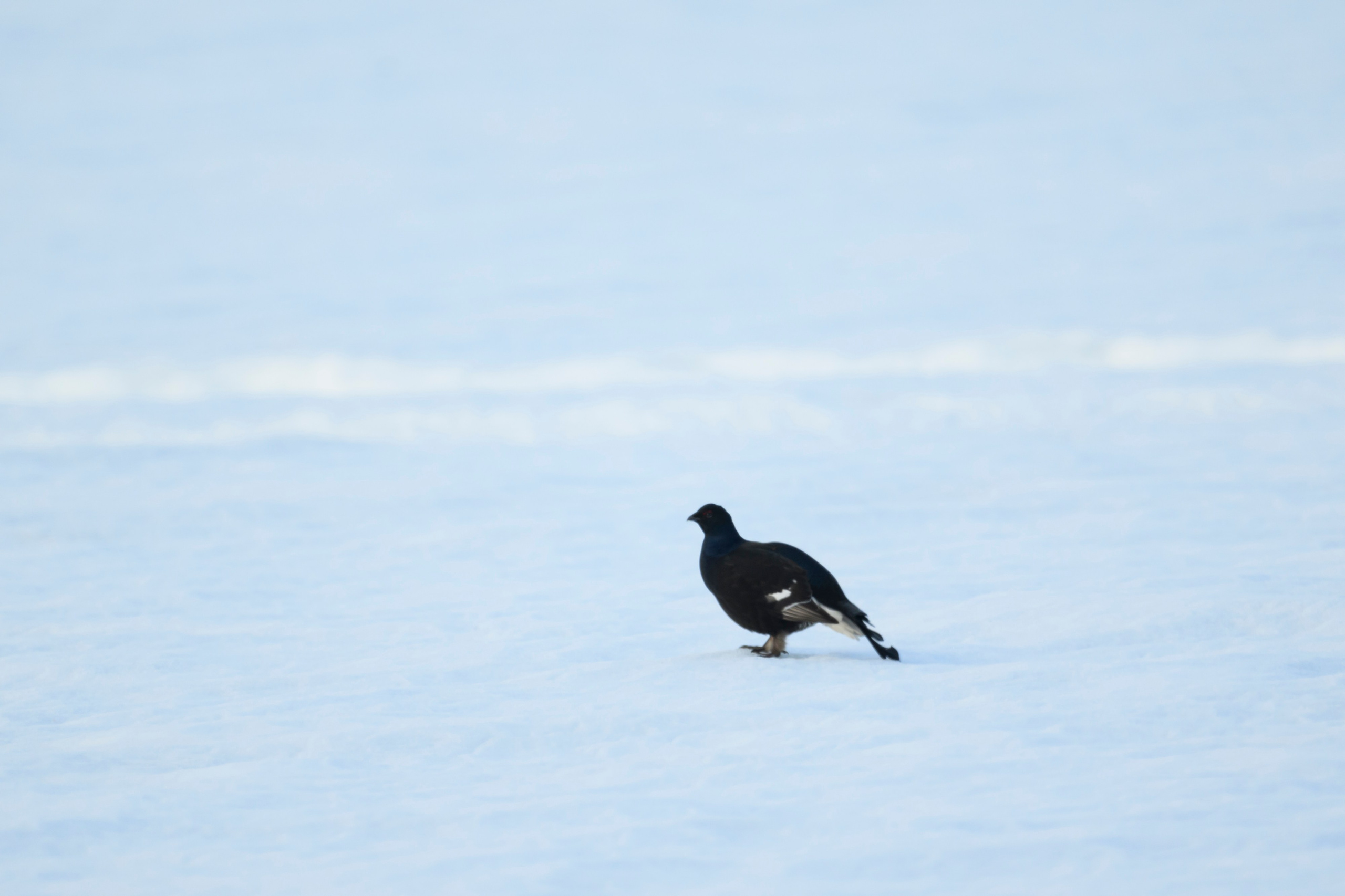 Утро в лесу. Лиса, лось, тетерева и одинокий гоголь. Wildlife photography by Sergey Puponin