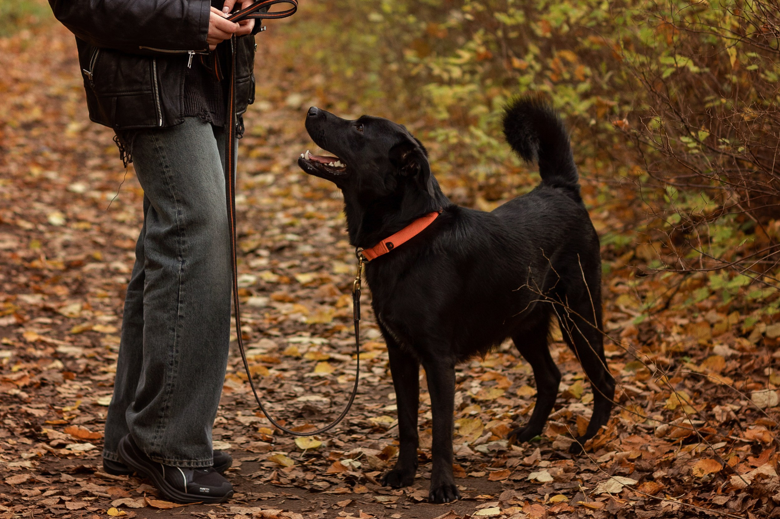Анастасия и Балу. Фотограф — Анималист Наталья Тямушева