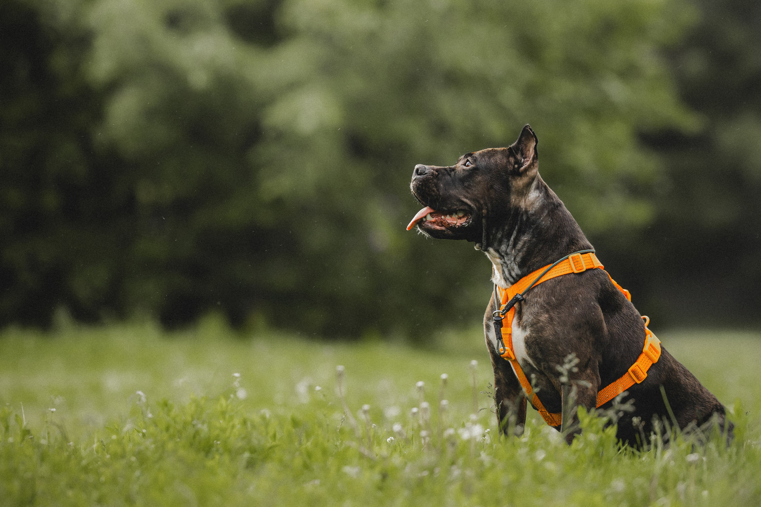 Паша, Хайди и Тея