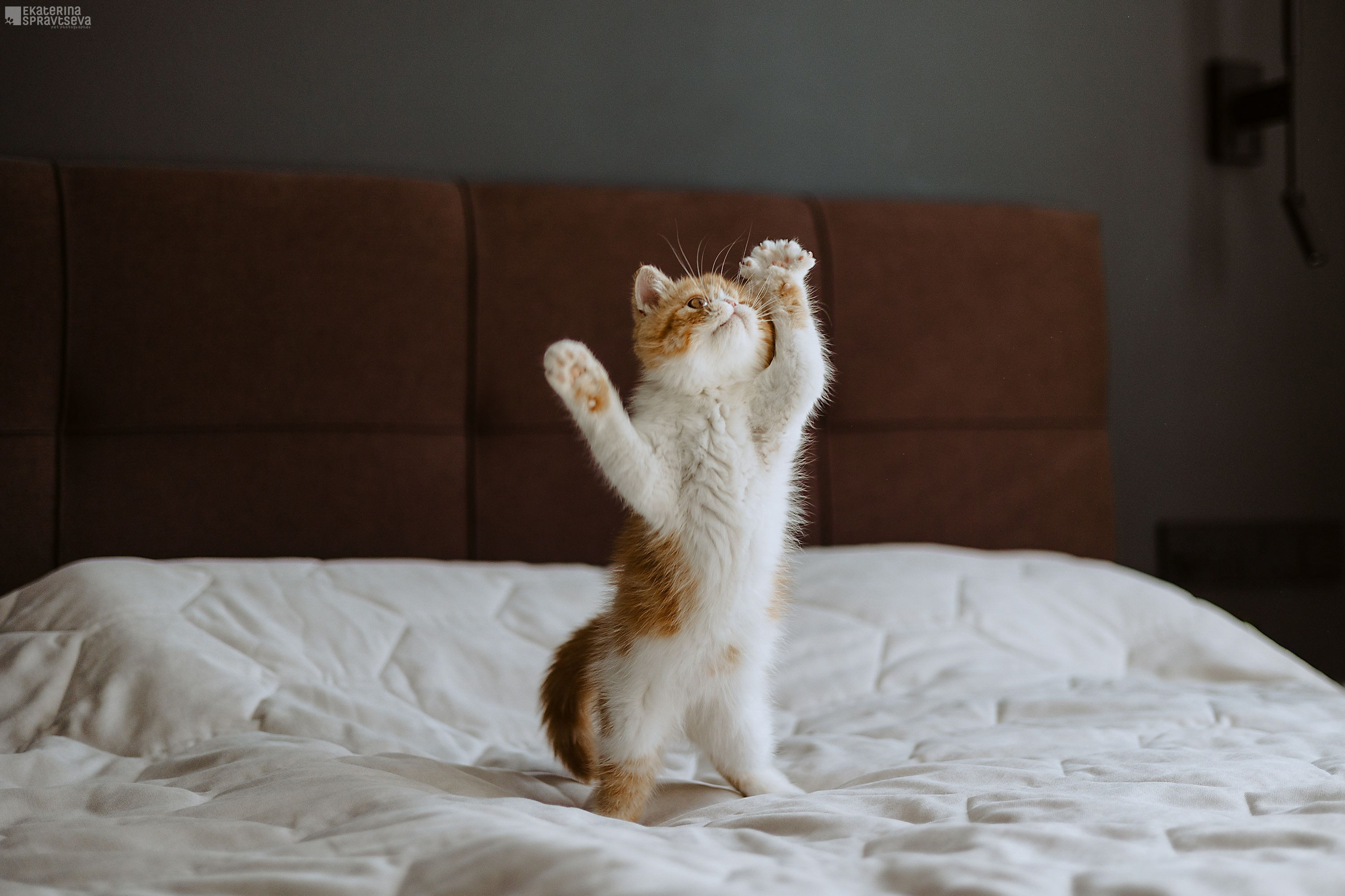 Малыш Уникум, Лиза и Миша. Фотограф Анималист Екатерина Справцева в Нижнем Новгороде