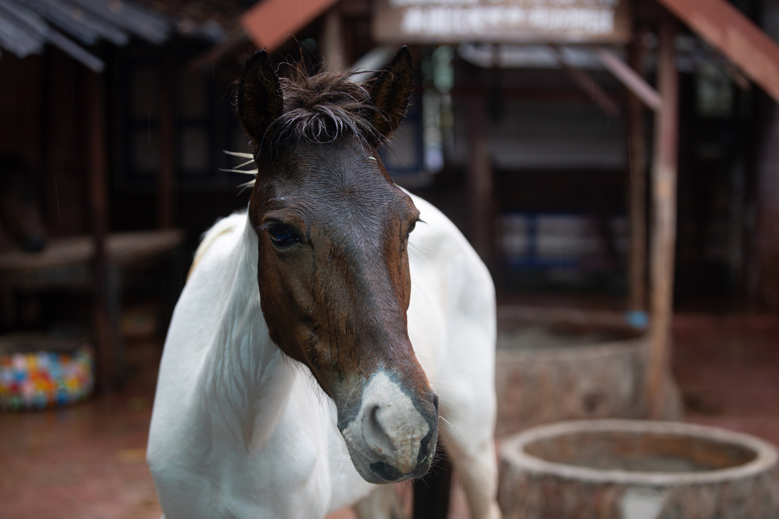 Samut Prakan Crocodile Farm & Zoo. Photographer Sonkina Tatiana (Tanya Ash)