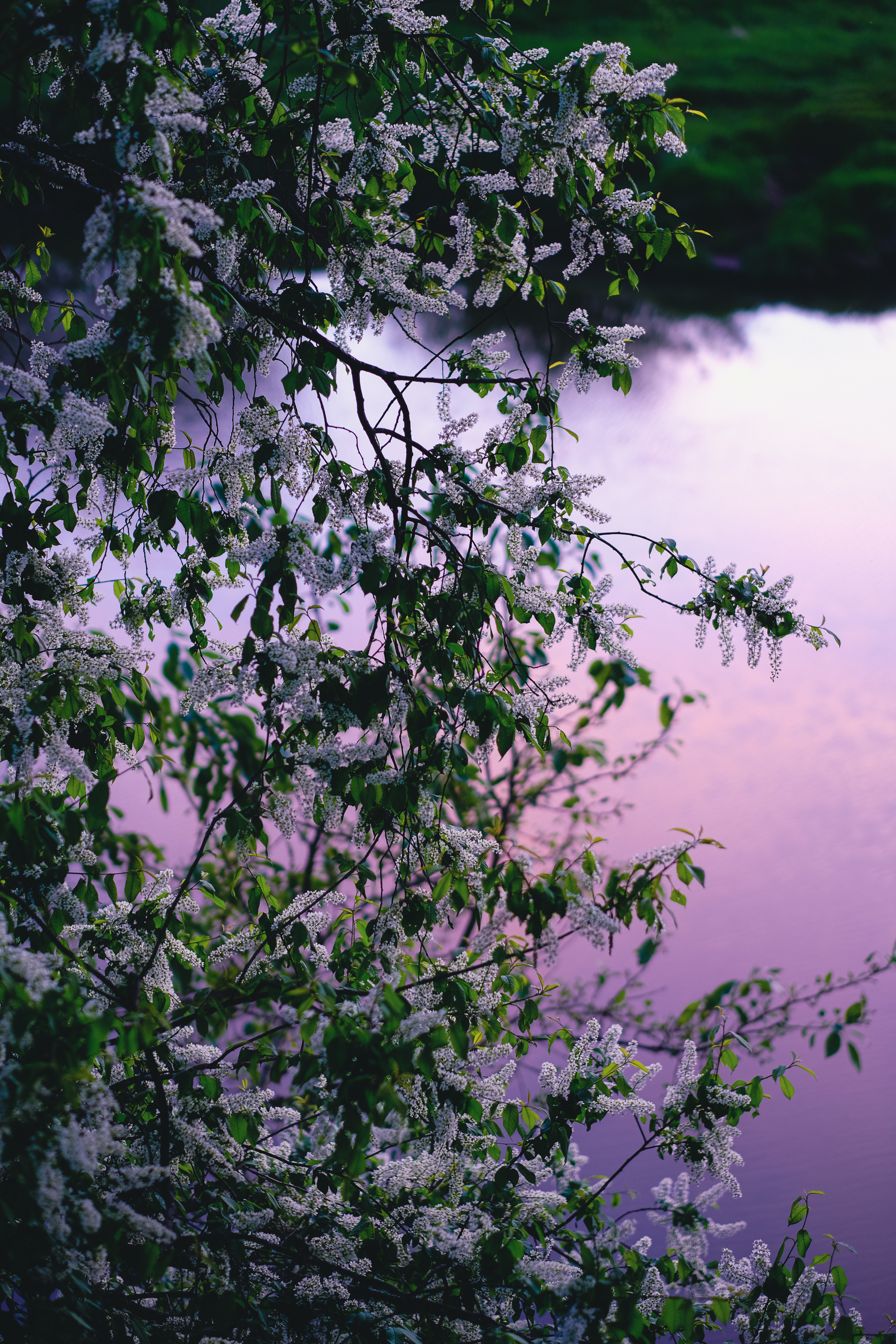 Весна в цвету. Фотограф в Москве Ирина Иванова