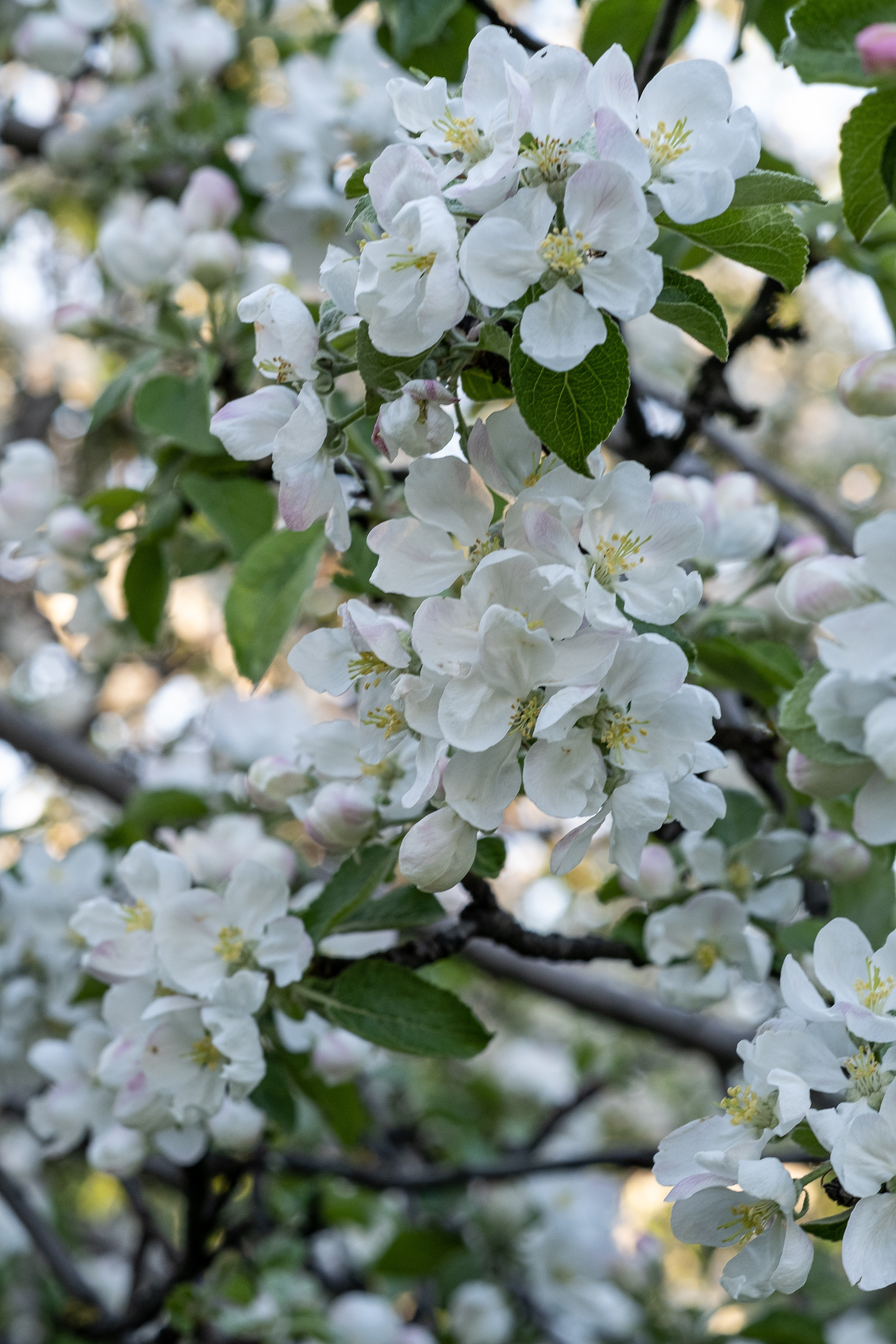 Весна в цвету. Фотограф в Москве Ирина Иванова