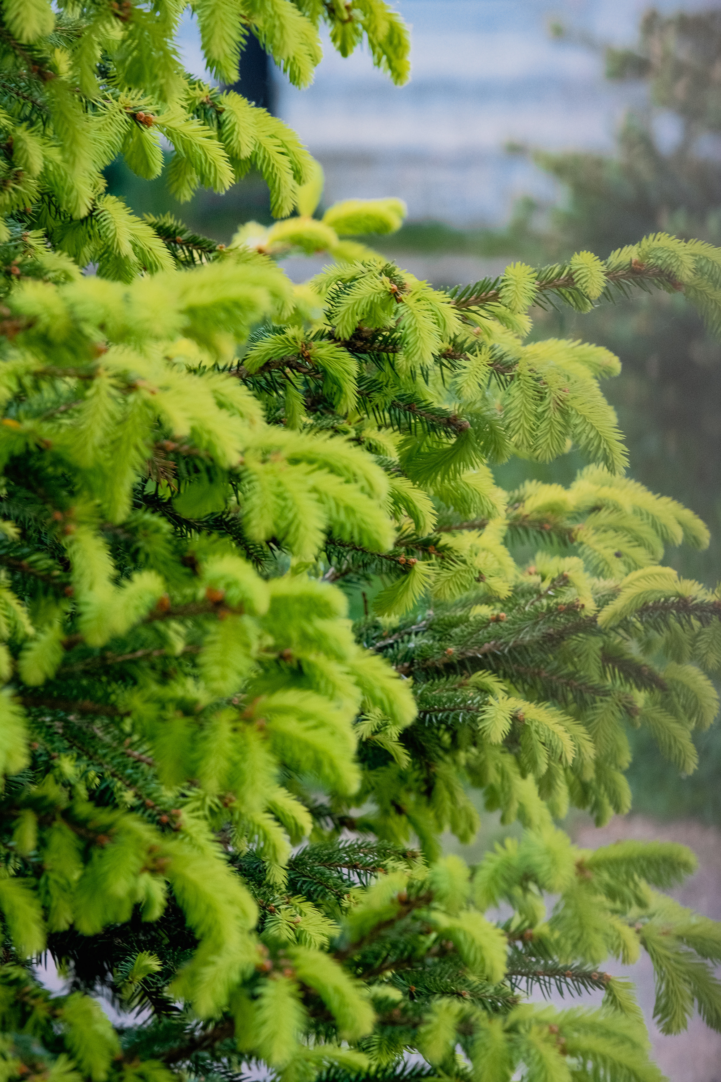 Весна в цвету. Фотограф в Москве Ирина Иванова