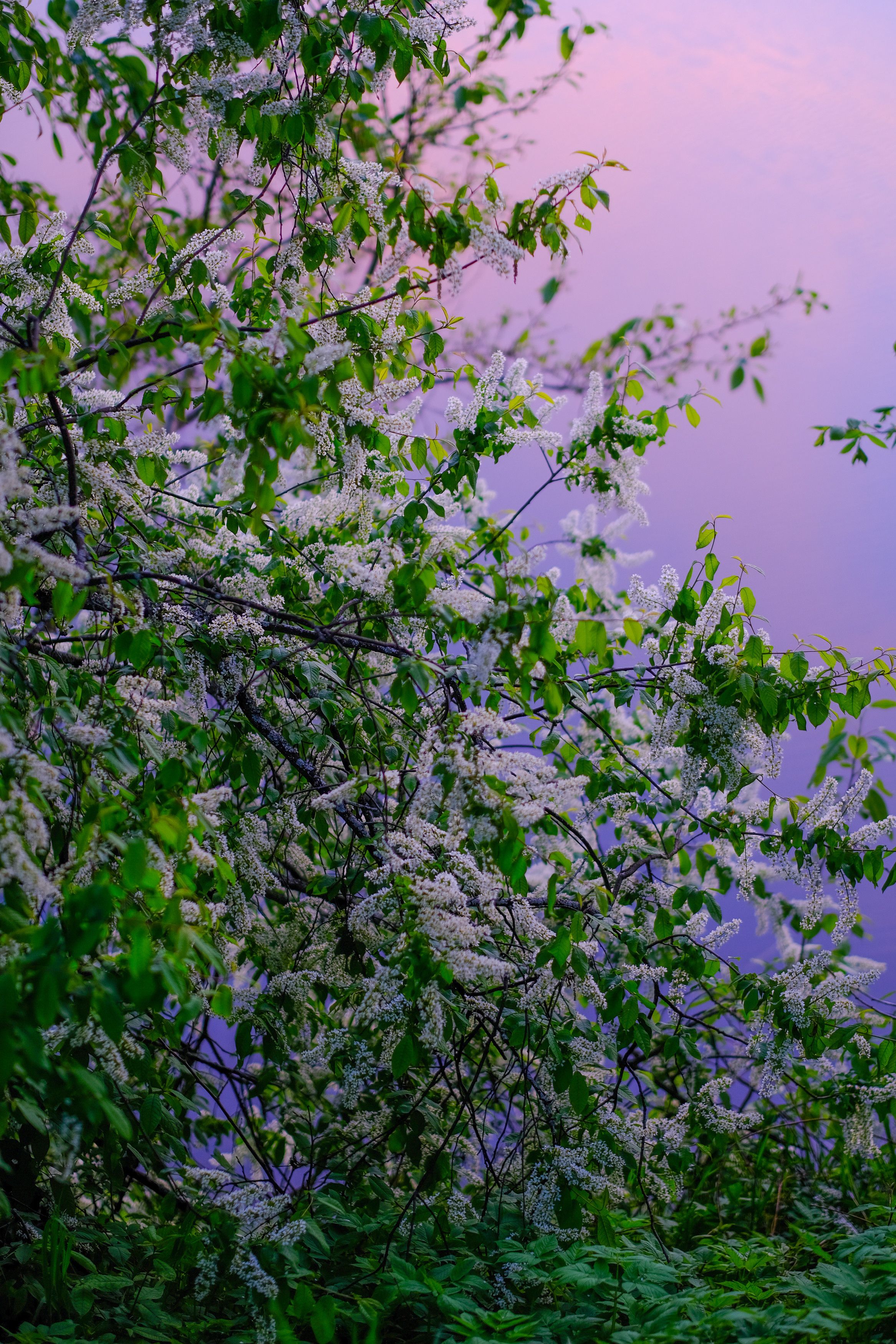 Весна в цвету. Фотограф в Москве Ирина Иванова