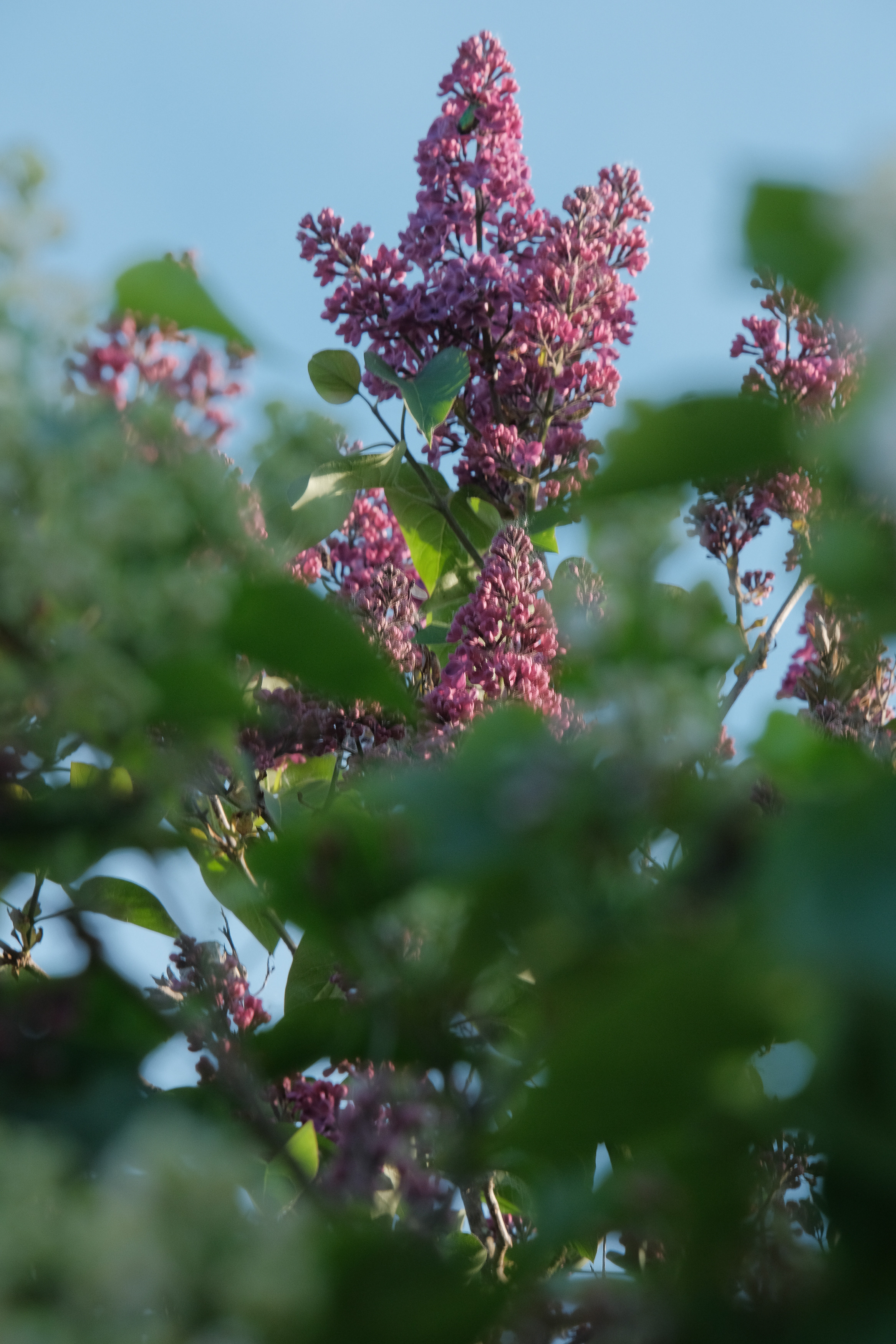 Весна в цвету. Фотограф в Москве Ирина Иванова