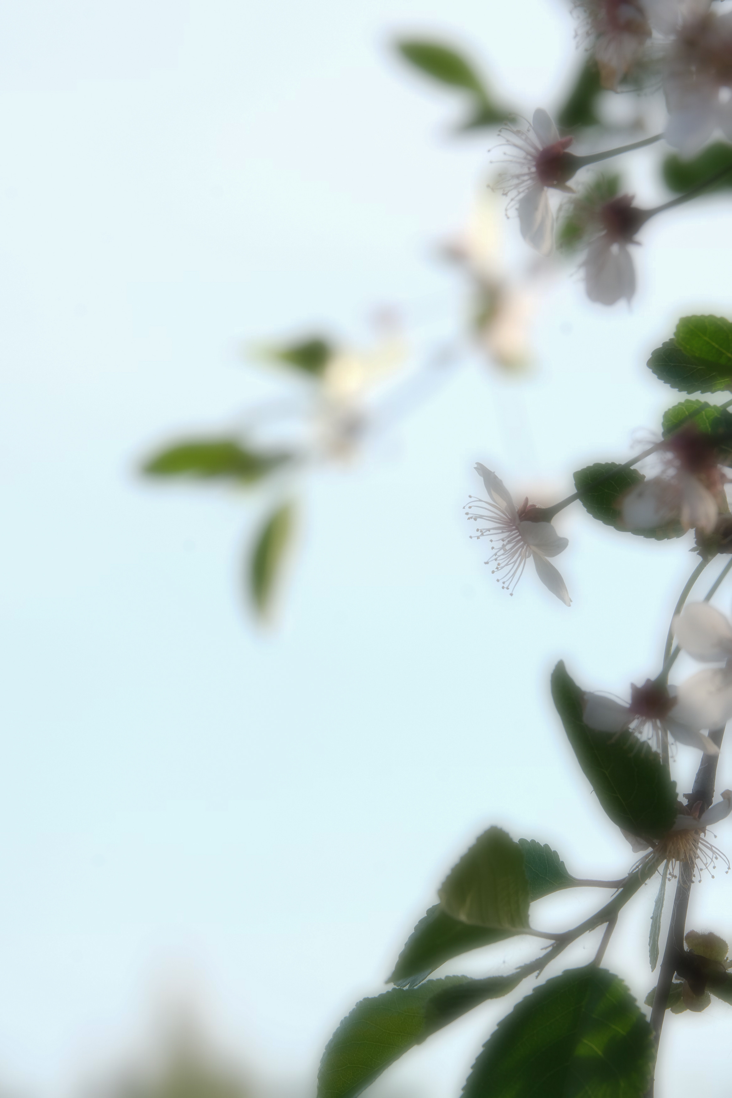 Весна в цвету. Фотограф в Москве Ирина Иванова