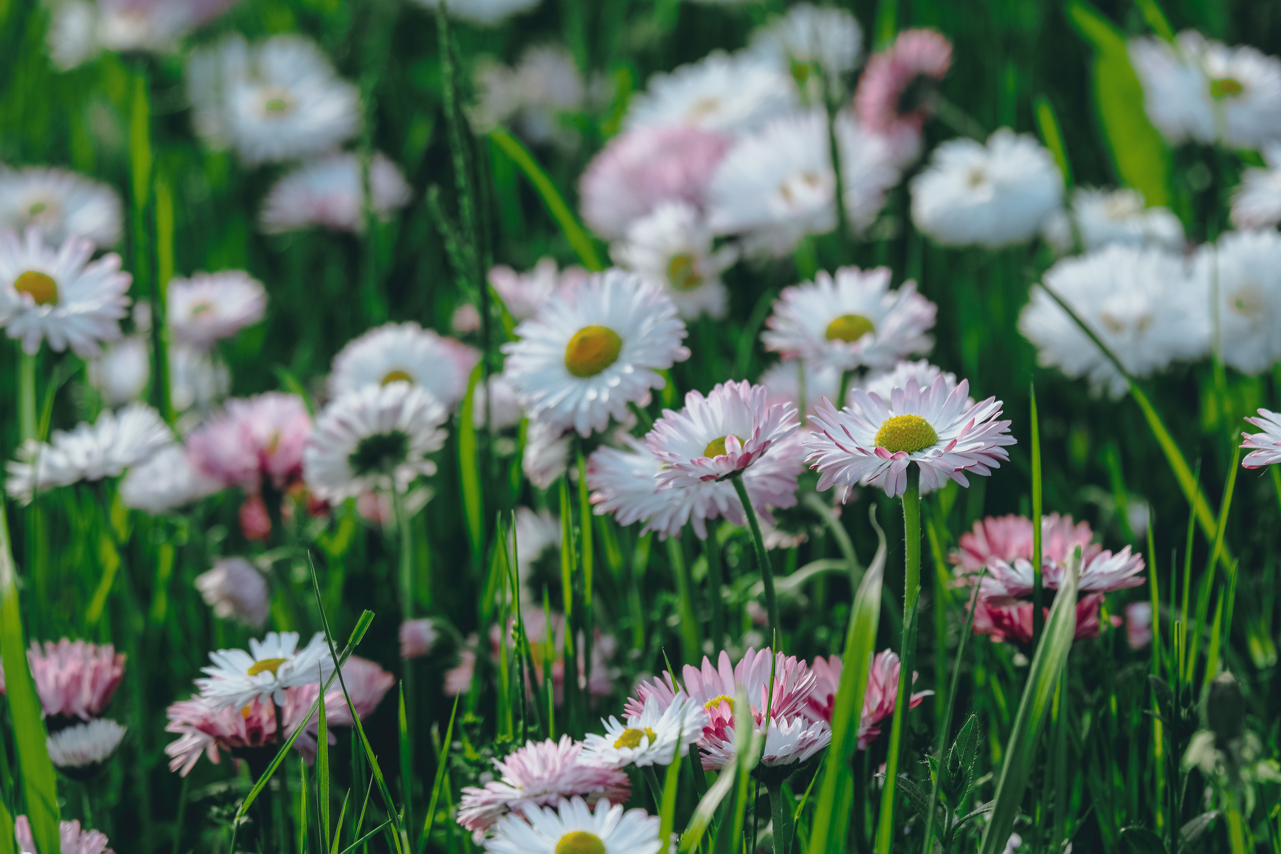 Весна в цвету. Фотограф в Москве Ирина Иванова