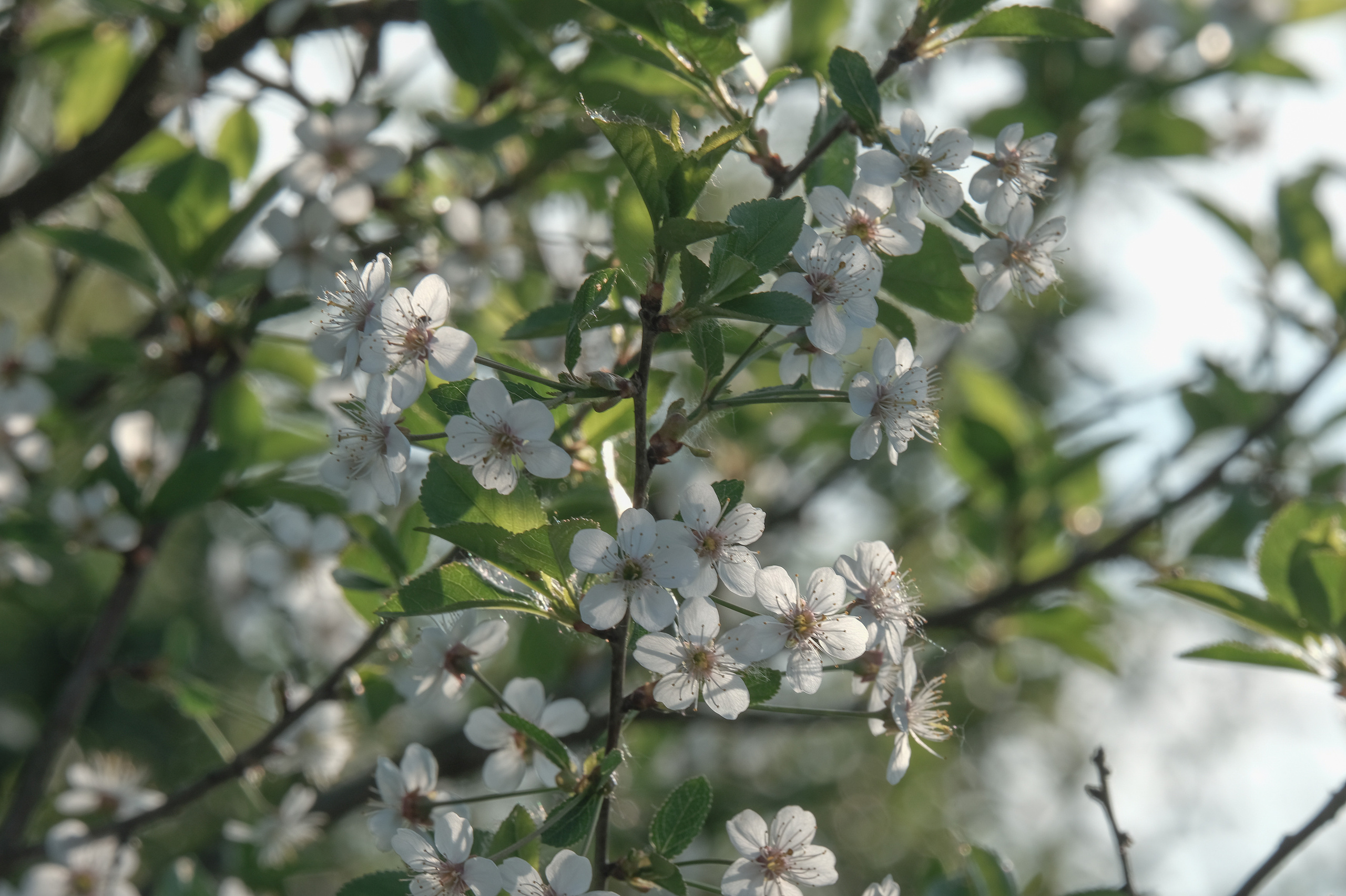 Весна в цвету. Фотограф в Москве Ирина Иванова