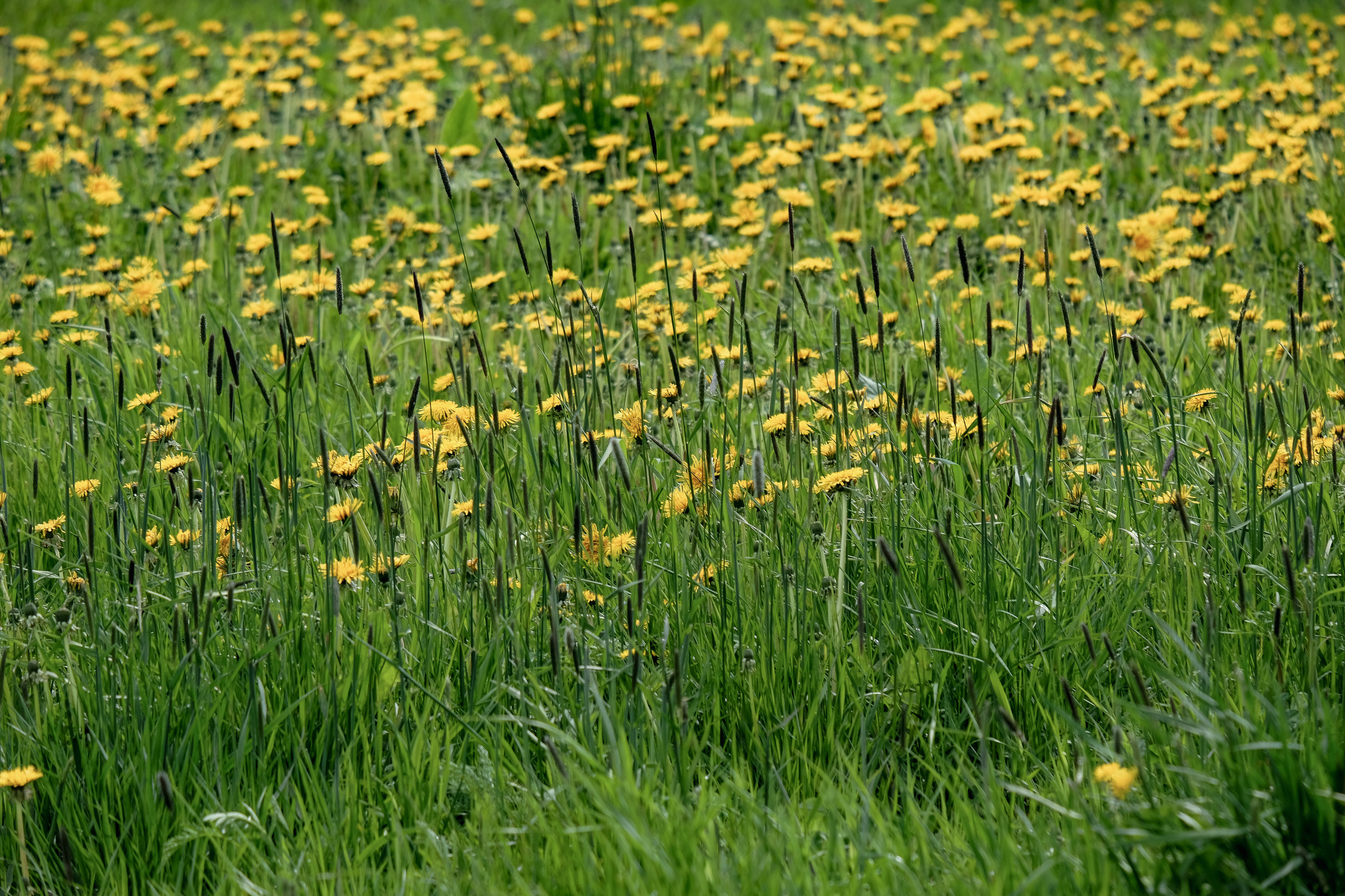 Весна в цвету. Фотограф в Москве Ирина Иванова