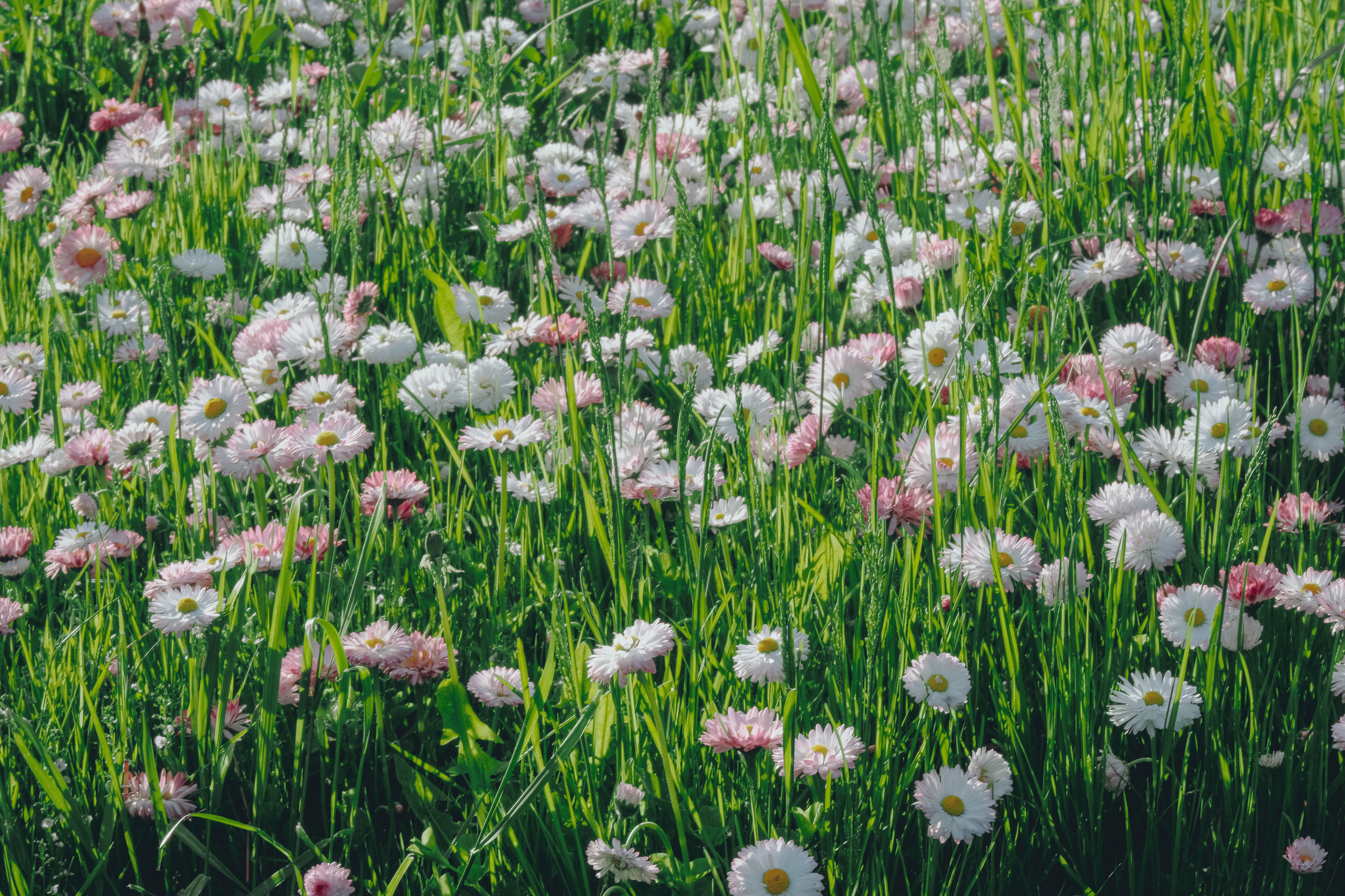Весна в цвету. Фотограф в Москве Ирина Иванова