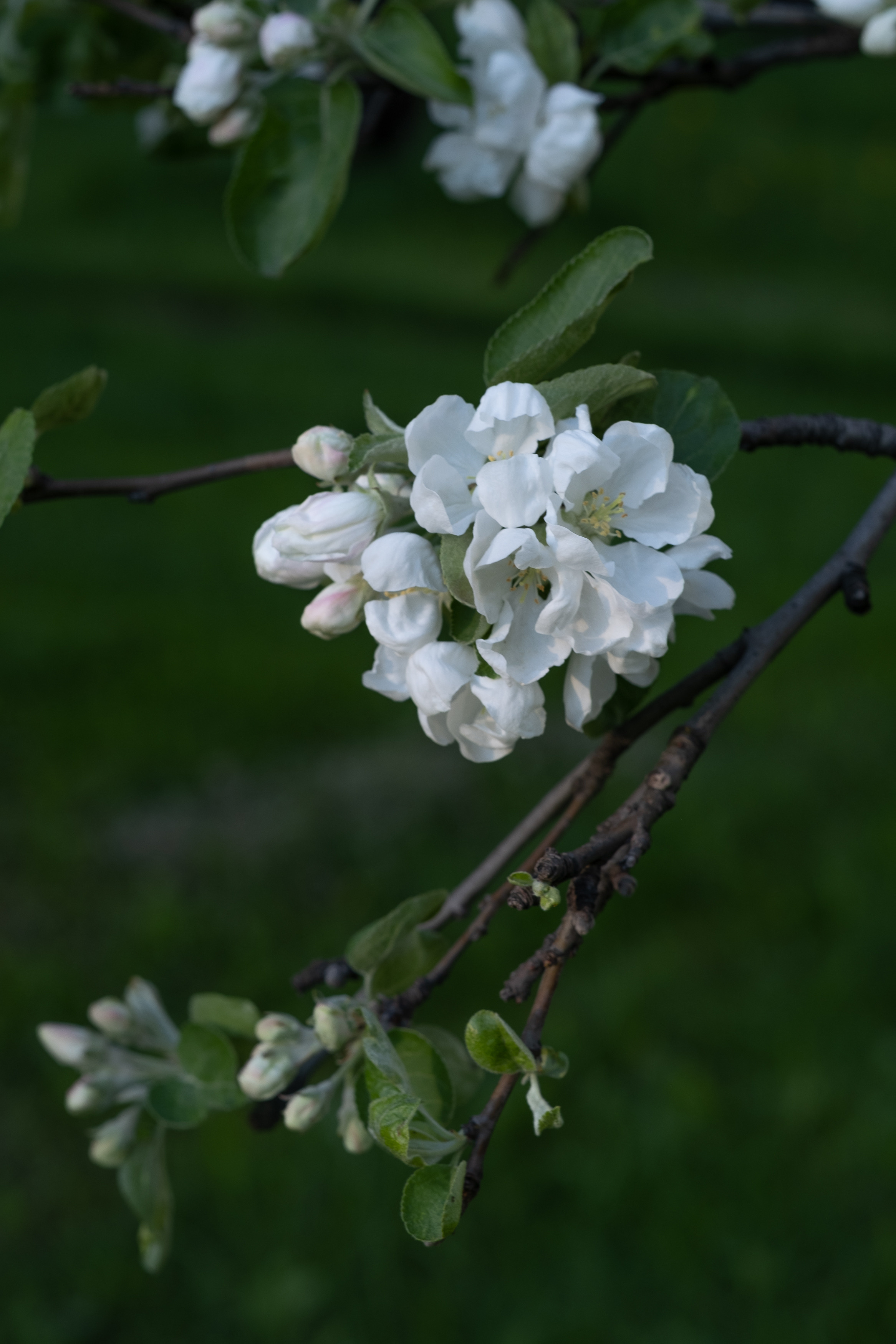 Весна в цвету. Фотограф в Москве Ирина Иванова