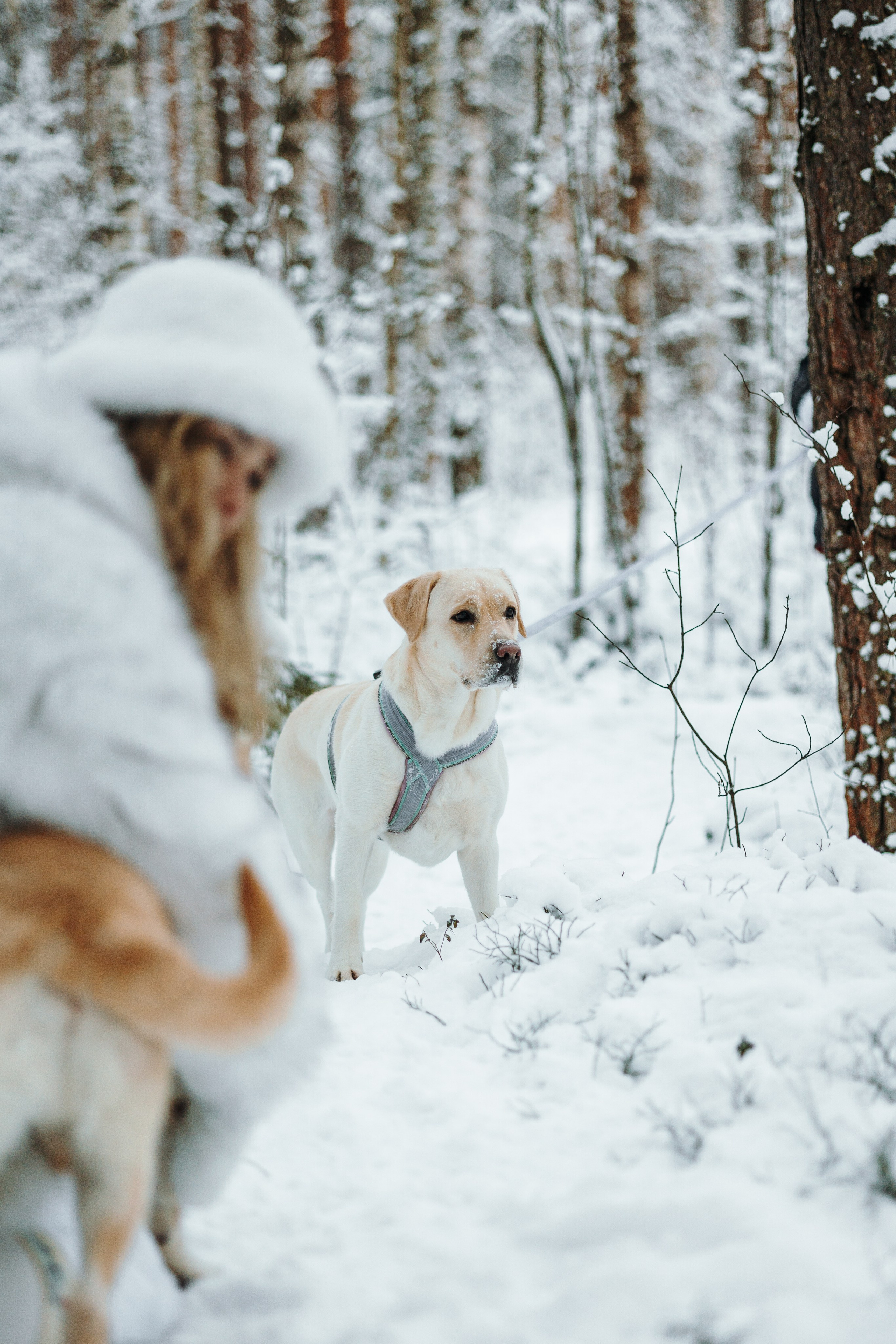Ребята и их хвостатая семейка. Фотограф — Анималист | Санкт-Петербург