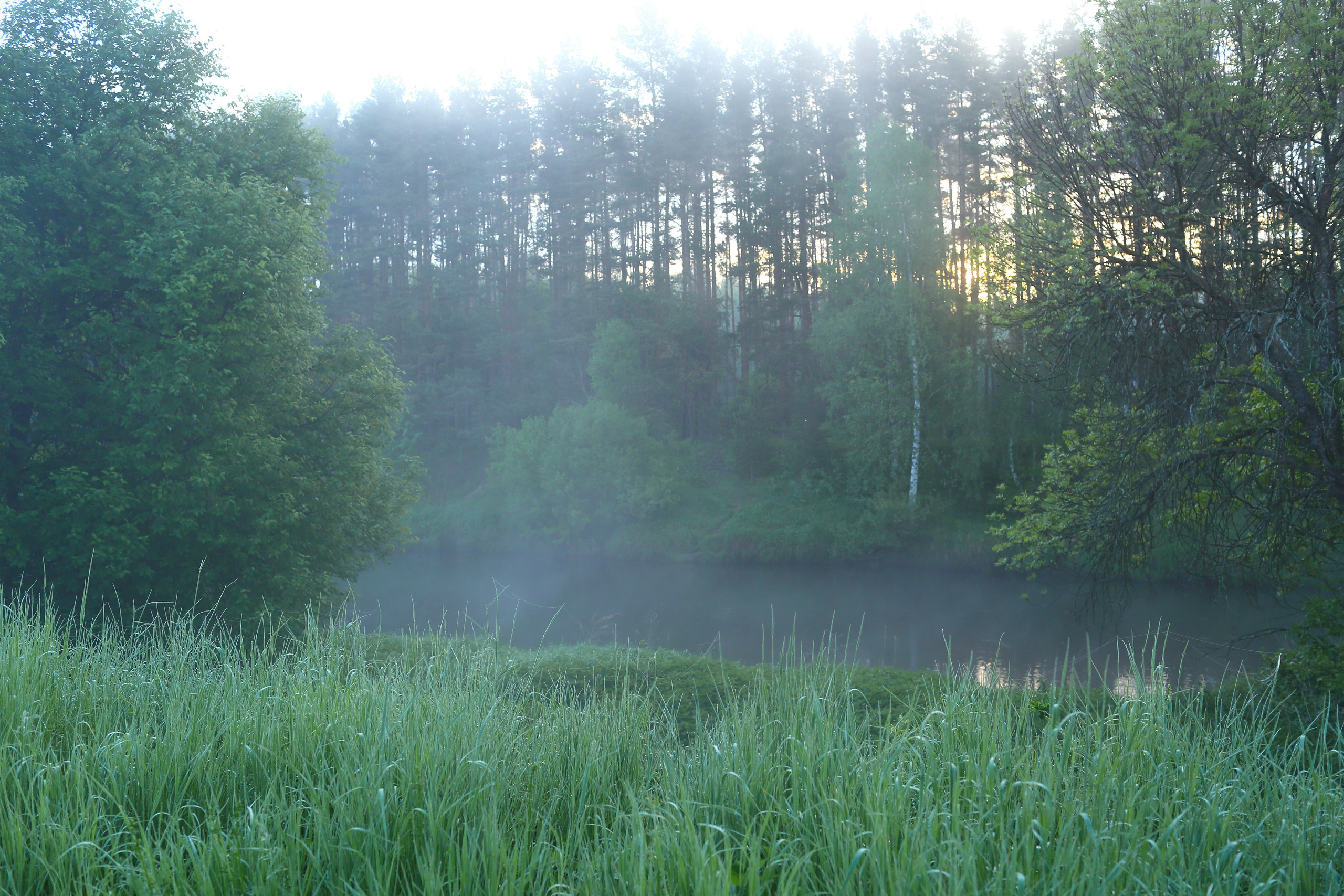 Туманным утром. Свадебный и репортажный фотограф в Ярославле и Санкт-Петербурге Роман Микрюков