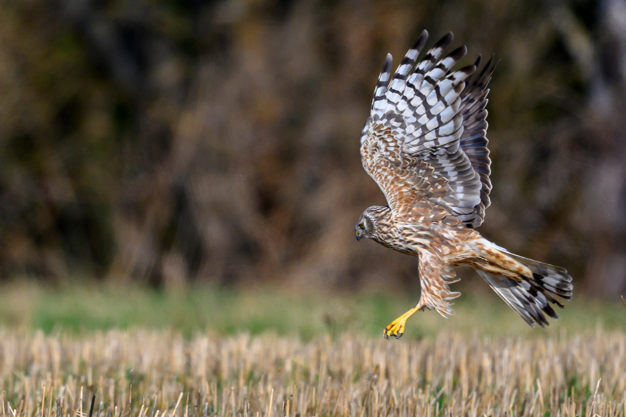 Луни. Wildlife photography by Sergey Puponin