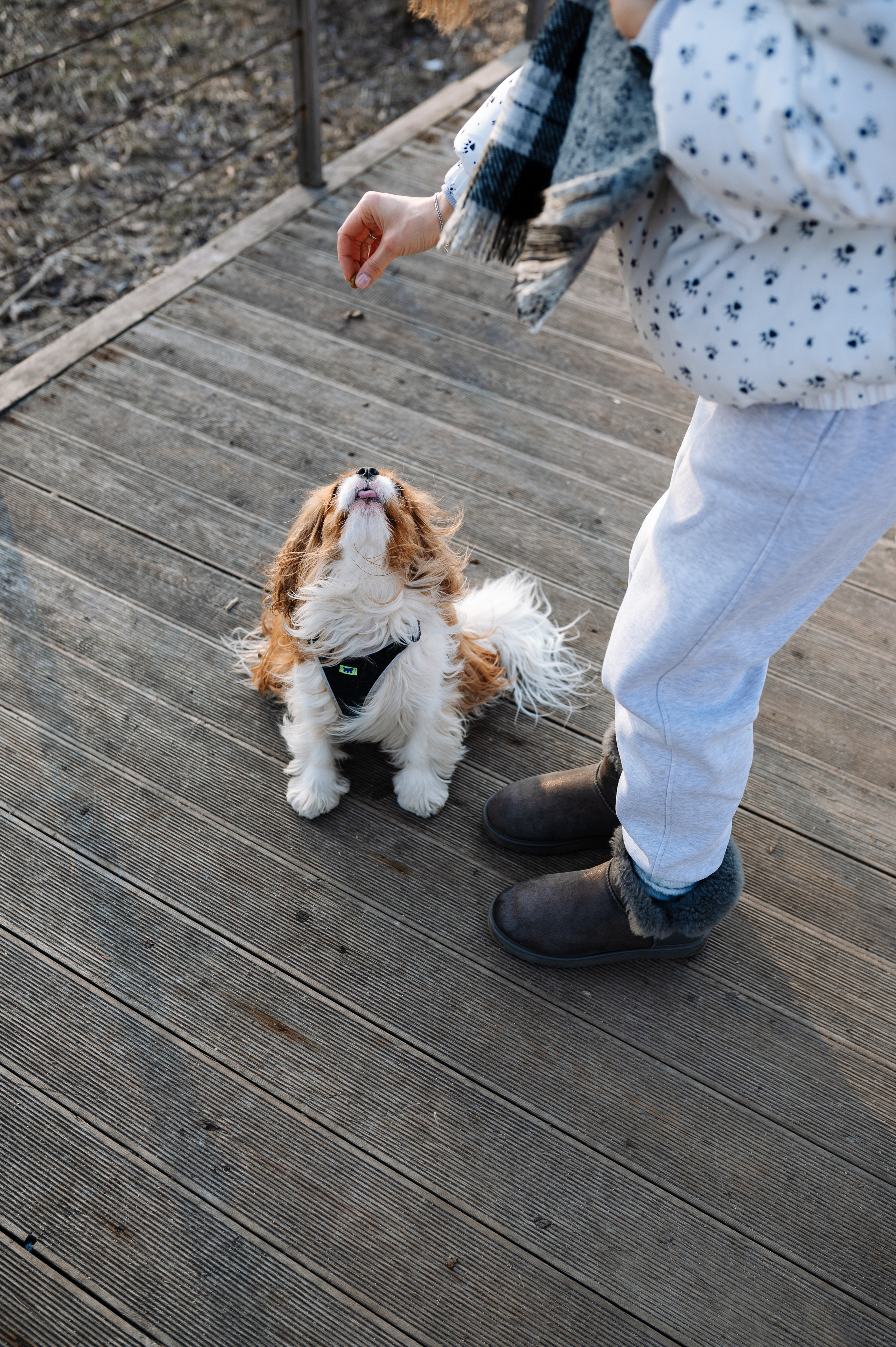 Лена и Арчи. Фотограф анималист в Москве Ольга Агушева
