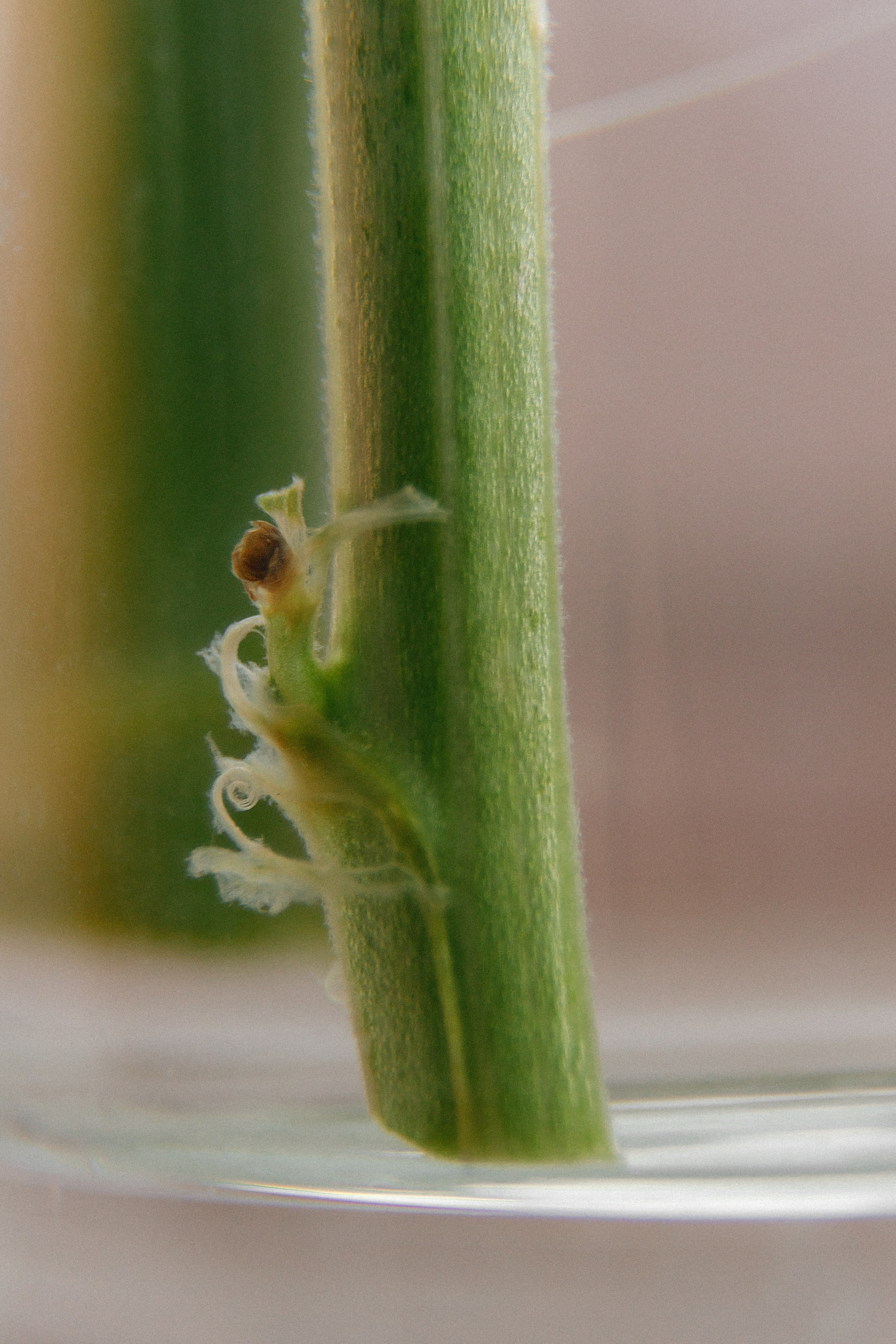 Проект «366»|2024|Фото каждый день. LENA GRACE photographer ||ЛЕНА ГРЭЙС фотограф