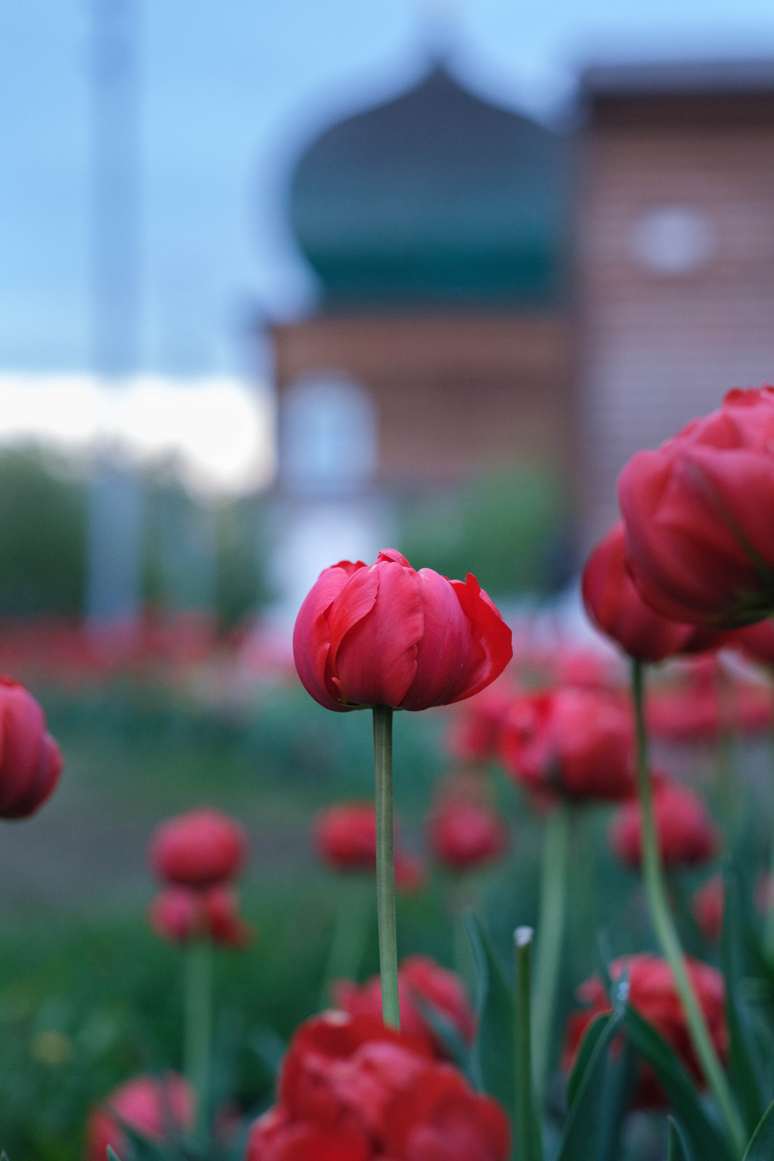 Александра в цветах. Фотограф Диана Иремадзе