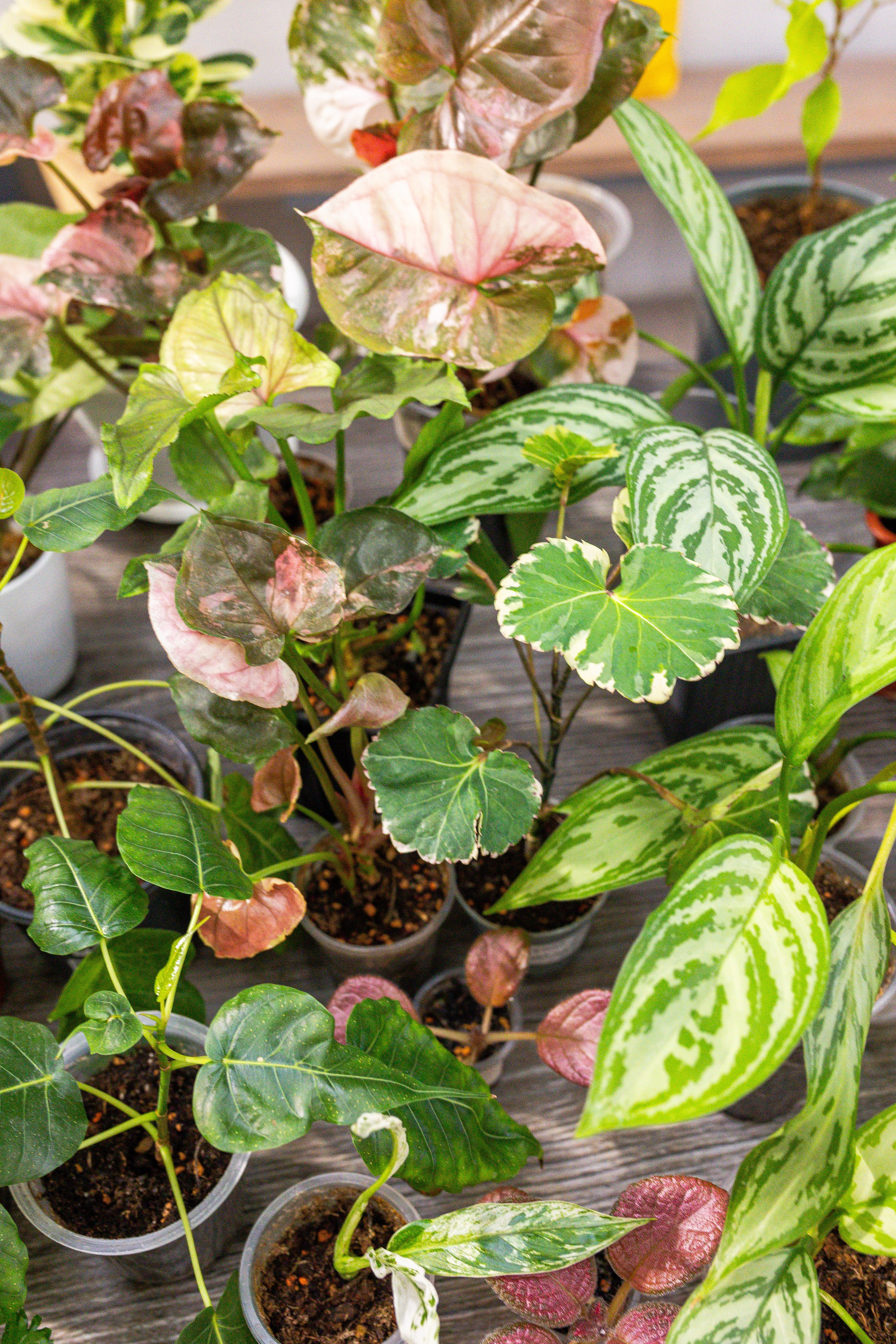 Ярмарка Green Rare 20.09.25. Александра Куликова фотограф, Москва