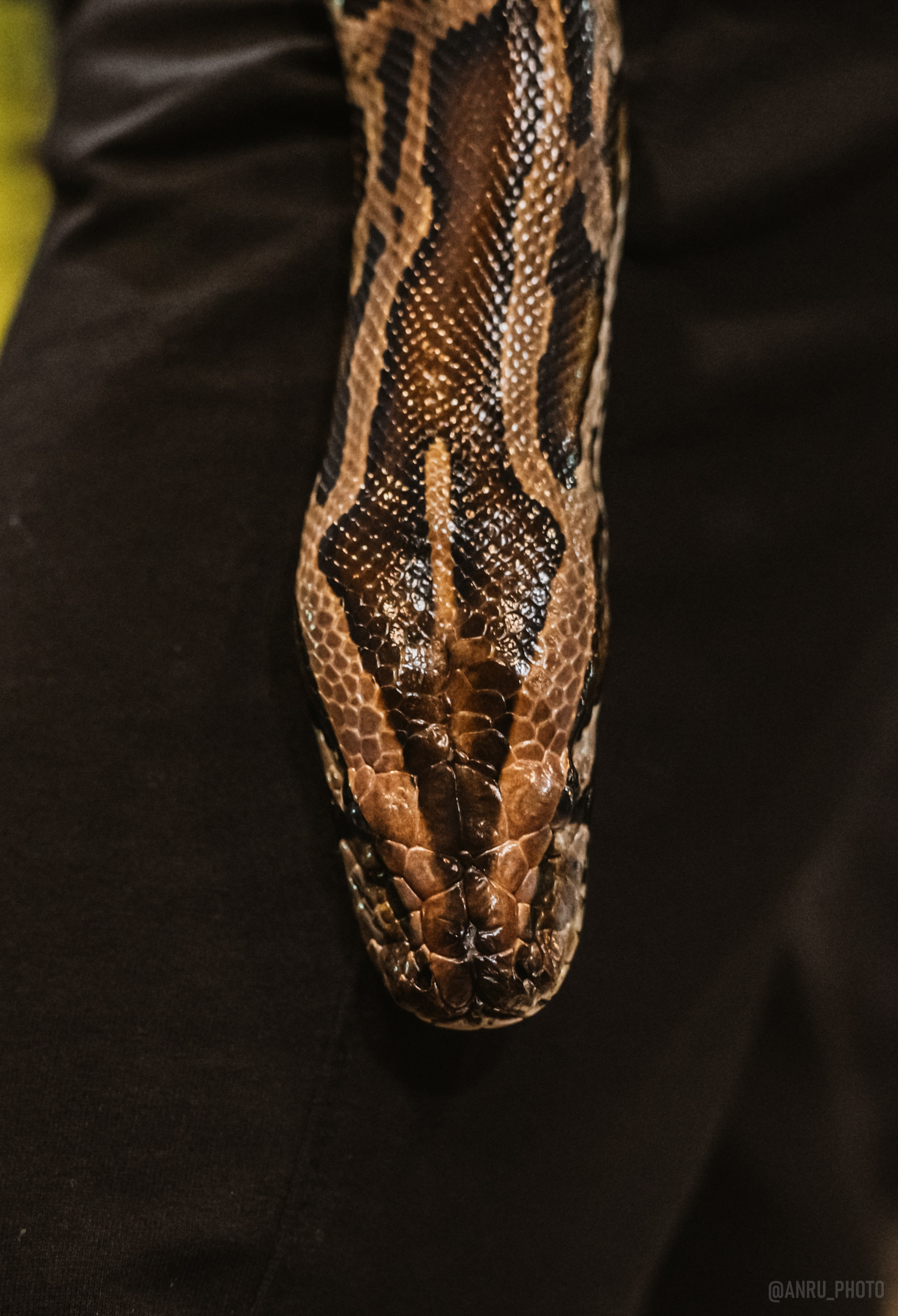 Рептилиум. Репортажный фотограф Анастасия Рубцова