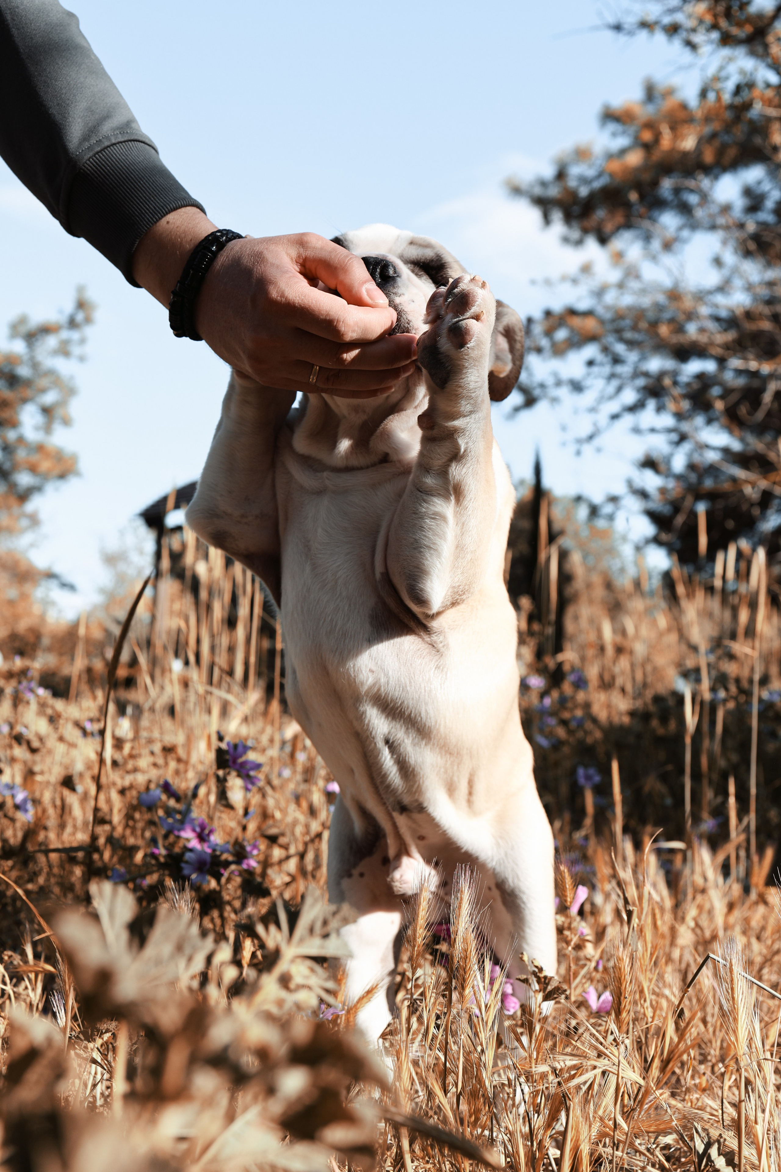 Новый член семьи. Withlovent | Фотограф в Севастополе