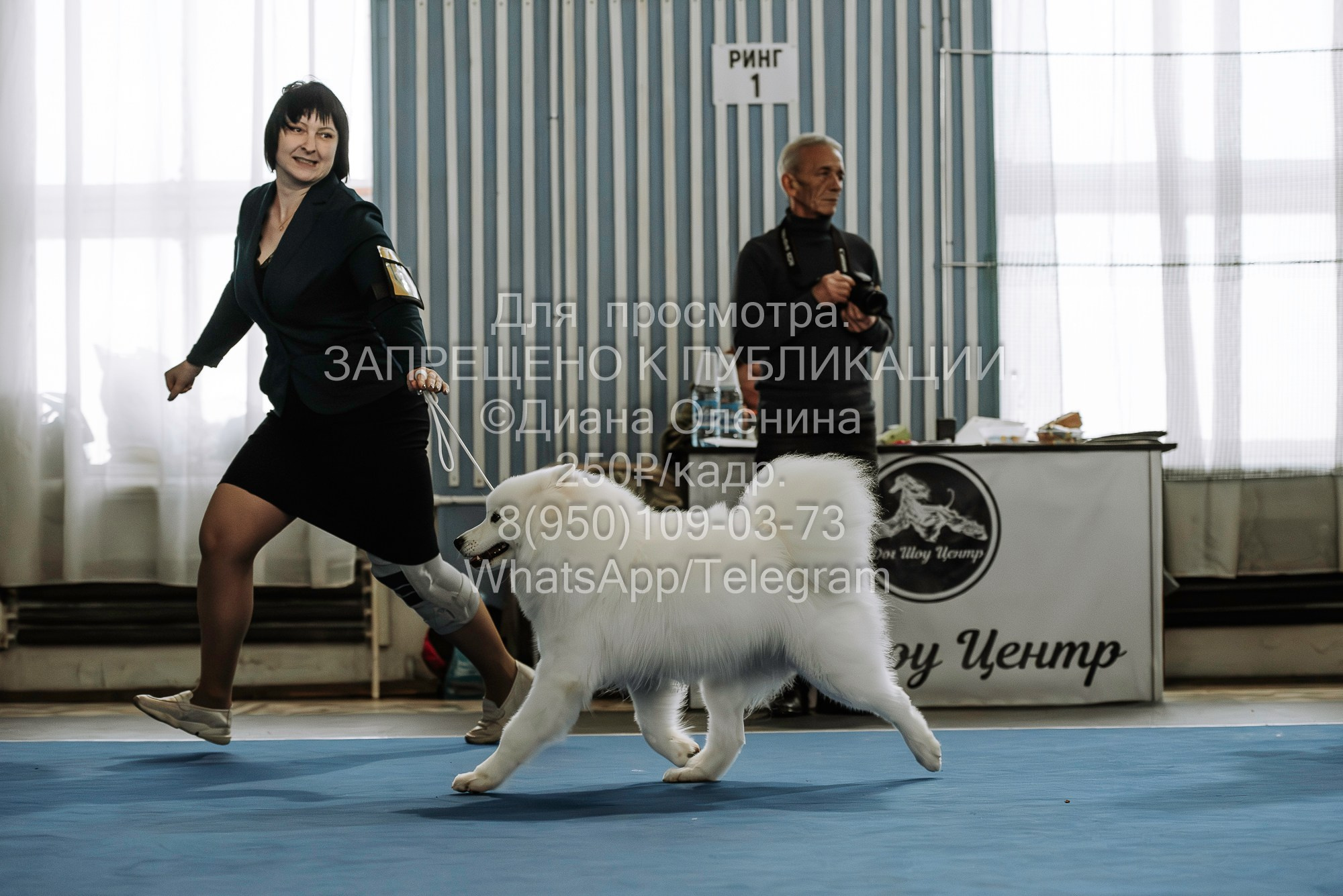 Выставка собак Красноярск 29.10.2023. Фотограф Диана Оленина Красноярск / Братск