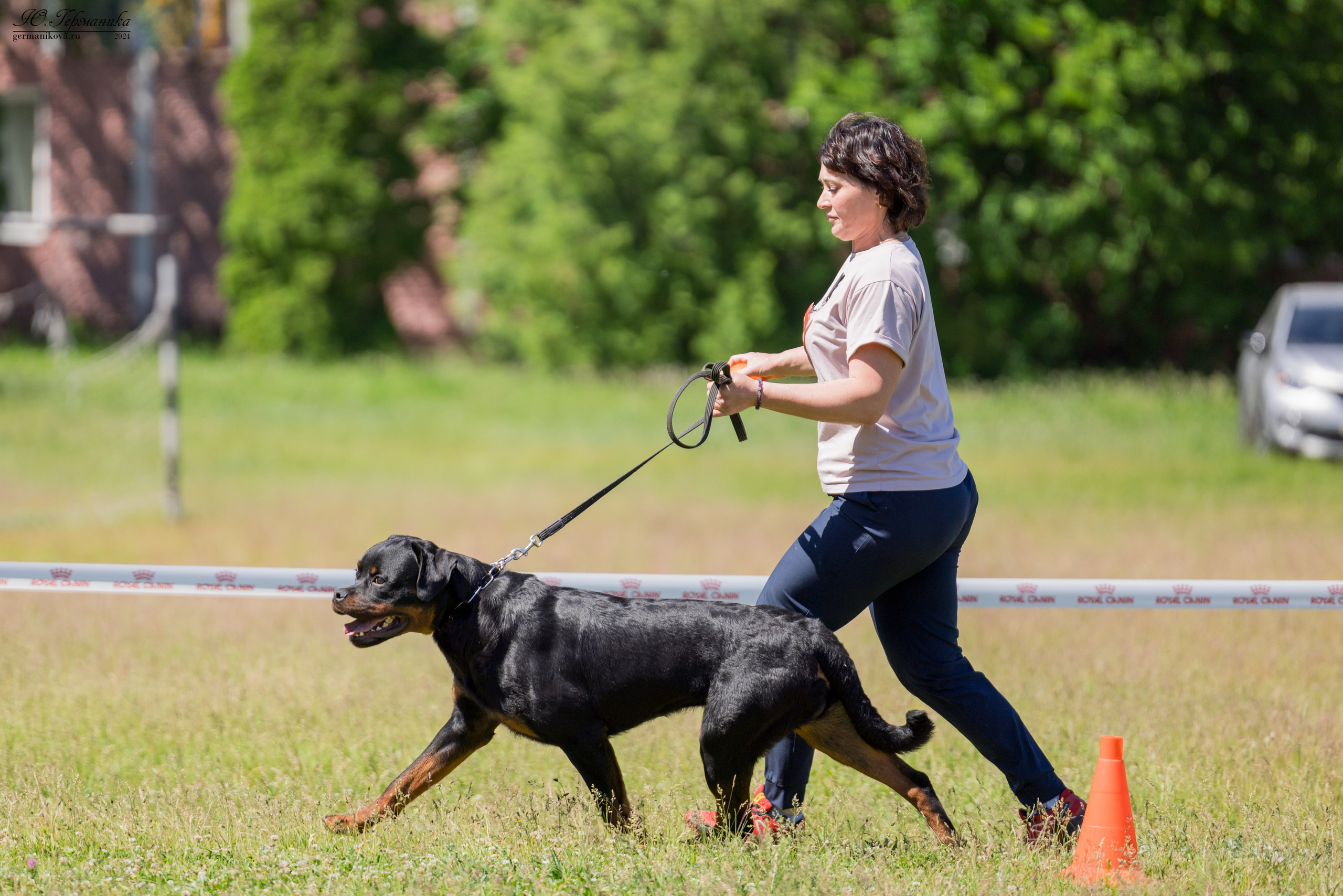 Воронеж моно ротвейлеров 25-26.05.2024. Фотограф-анималист Юлия Германика