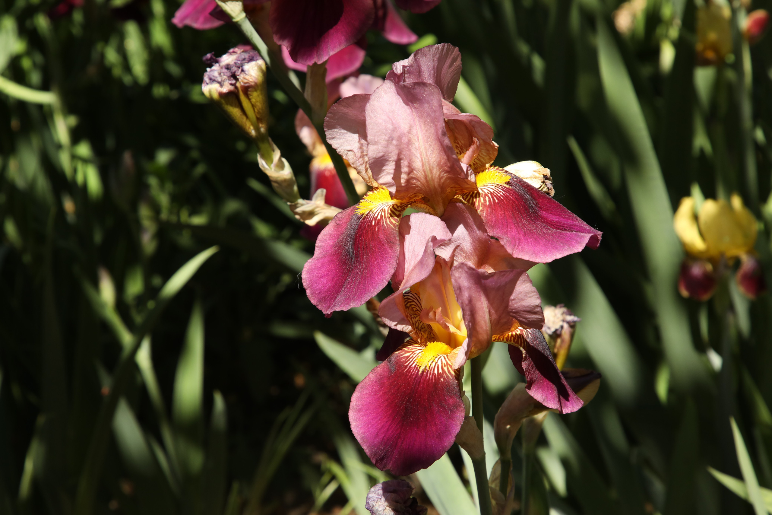 Цветы моего города. Фото-художник и Репортажный фотограф Николаев Александр Алексеевич
