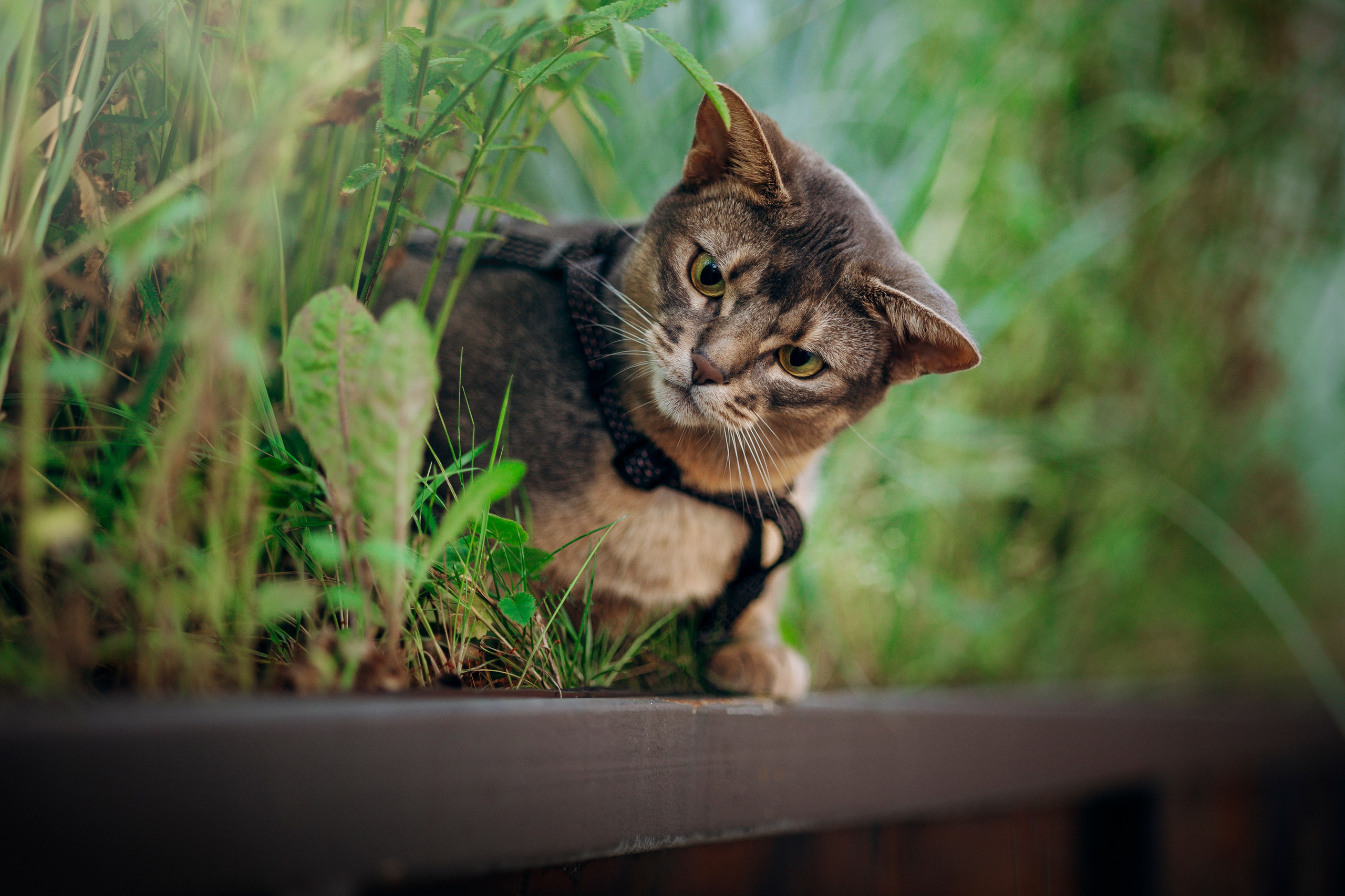 Циско и его семья. Фотограф — Анималист | Санкт-Петербург