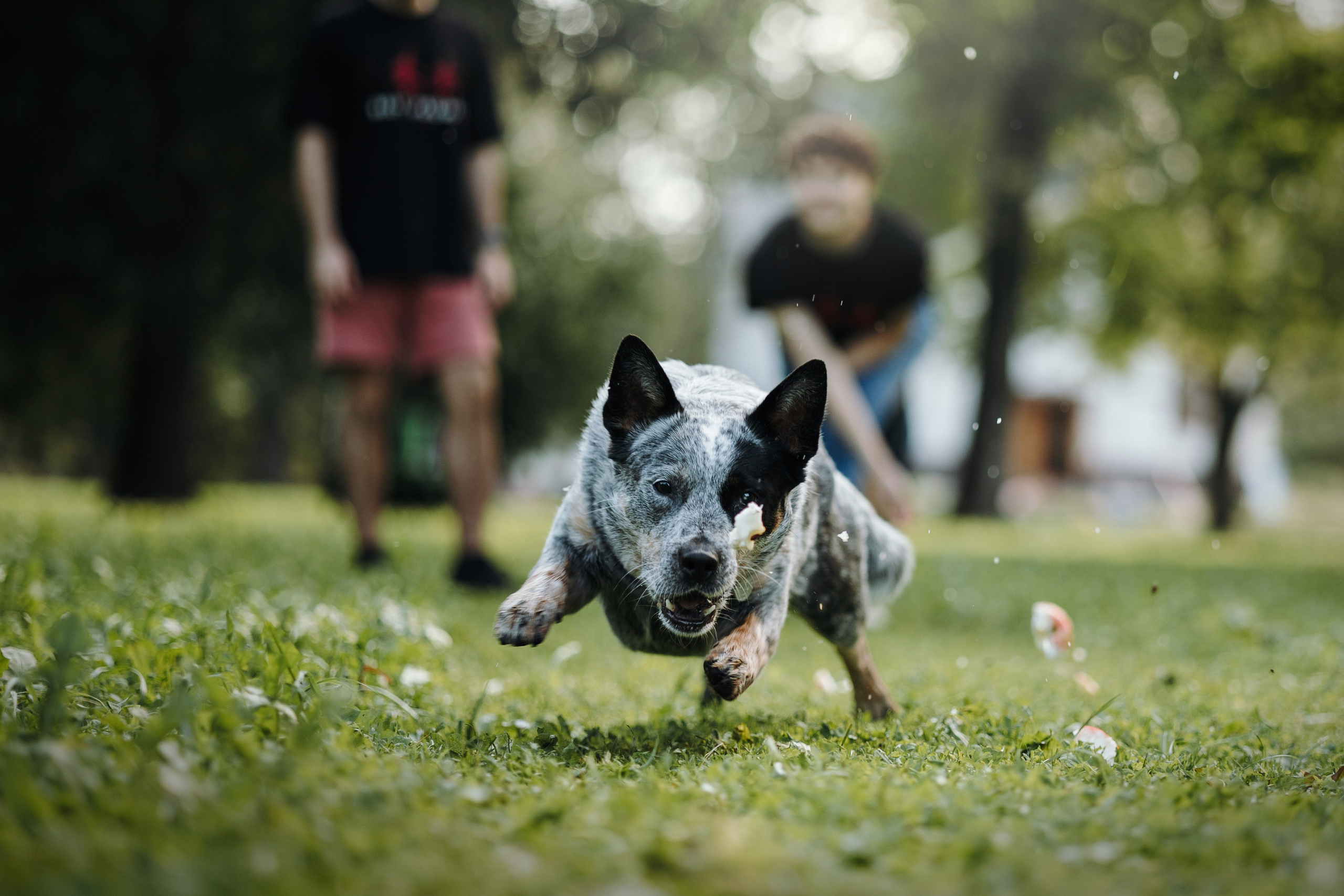 Кода и ее семья. Фотограф — Анималист | Санкт-Петербург