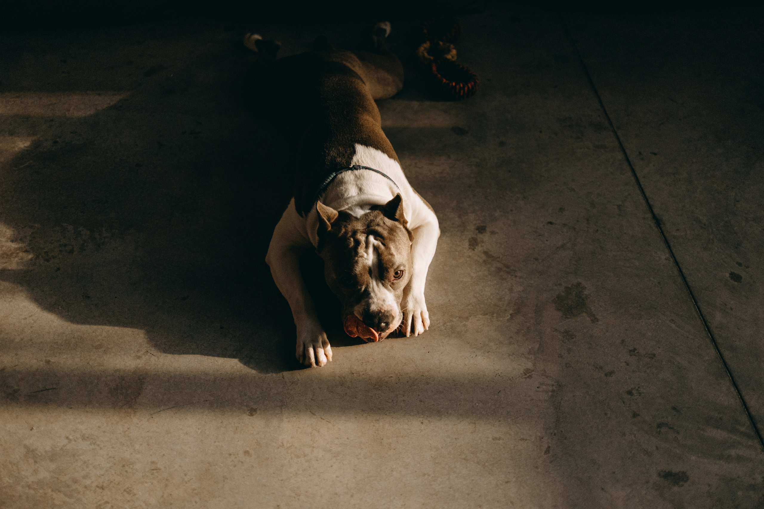 Саша и Кракен. Фотограф — Анималист | Санкт-Петербург