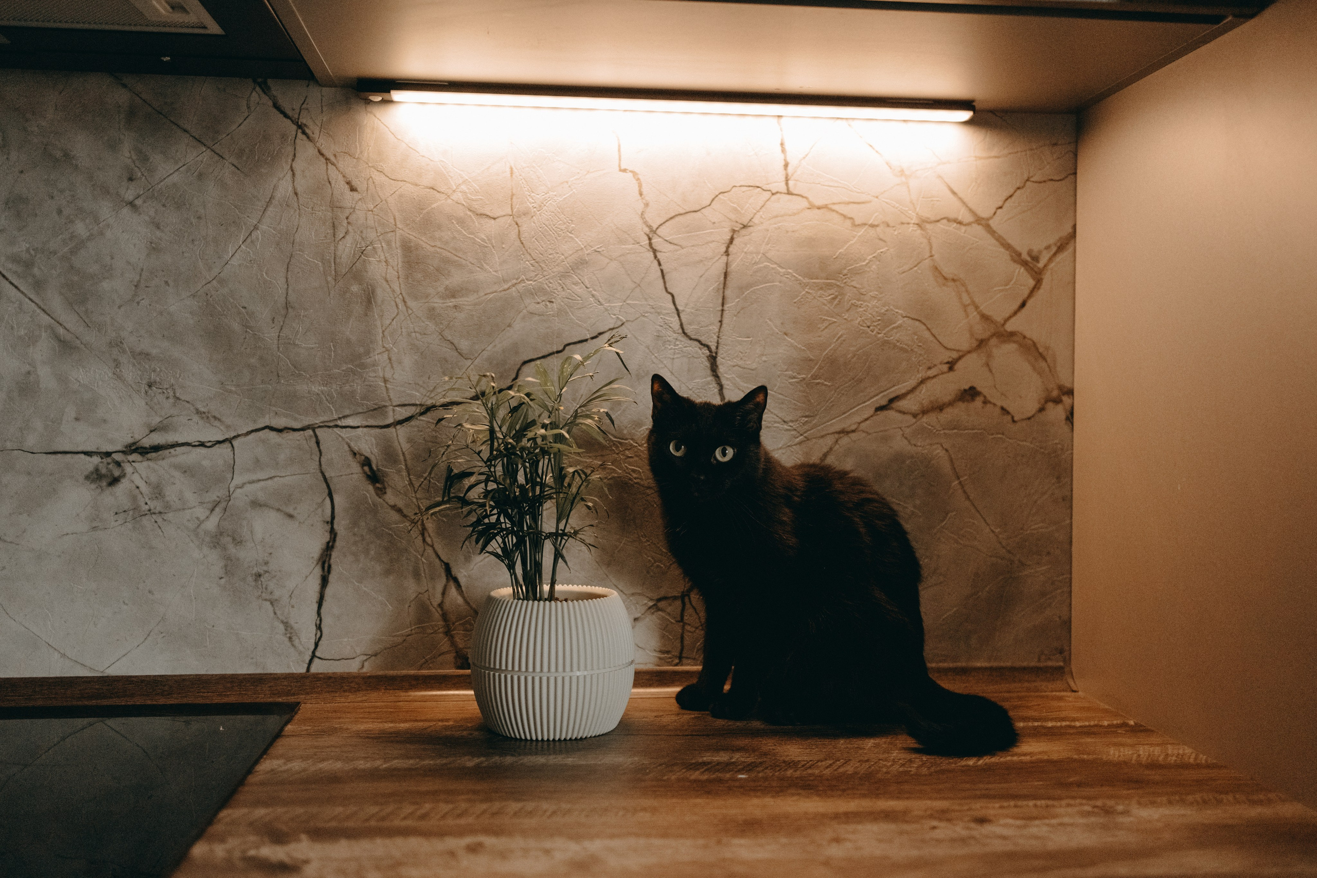 Настя, Никита и их Гром и Мяу. Фотограф — Анималист | Санкт-Петербург