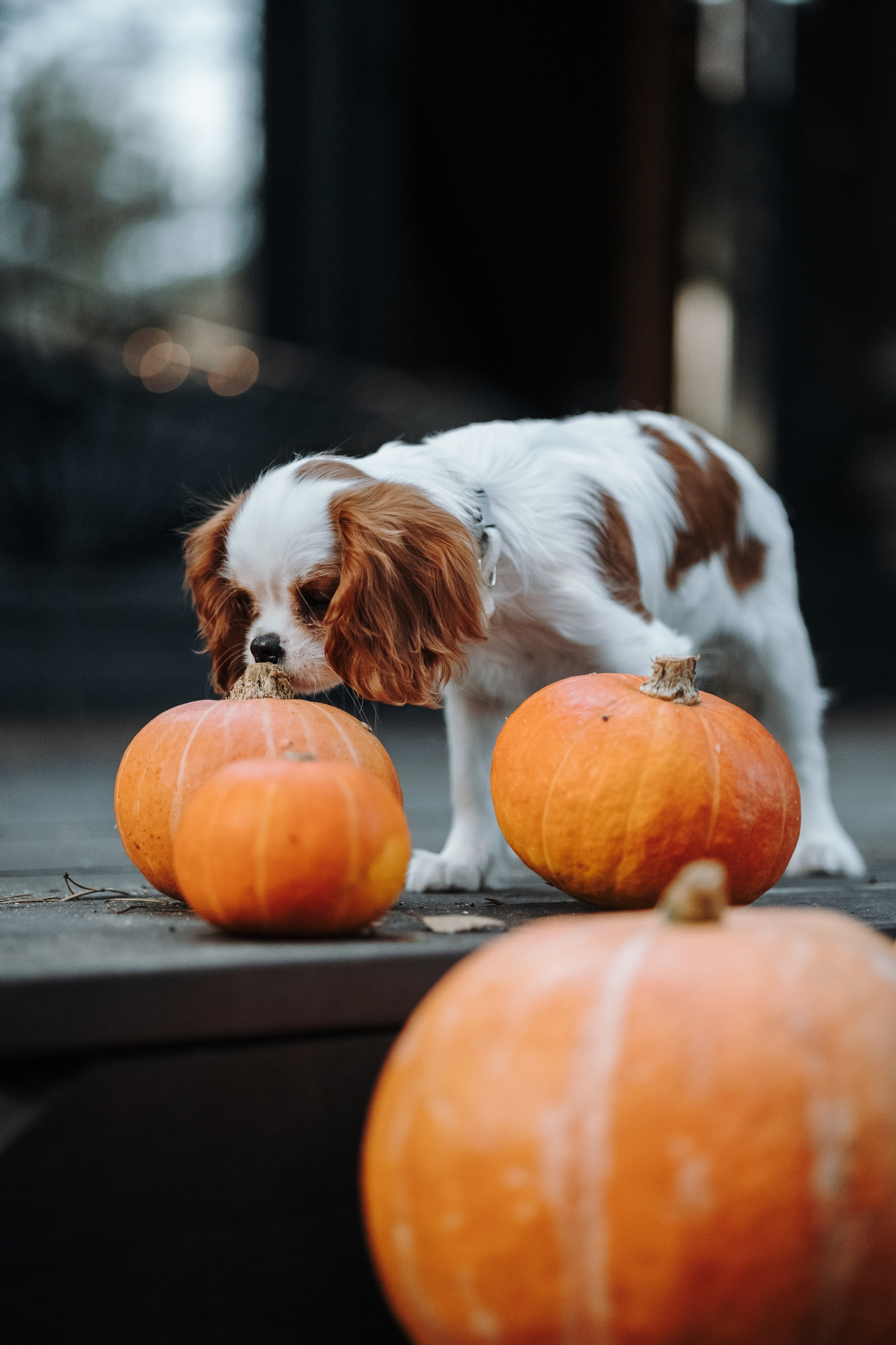 Семейная история. Фотограф — Анималист | Санкт-Петербург