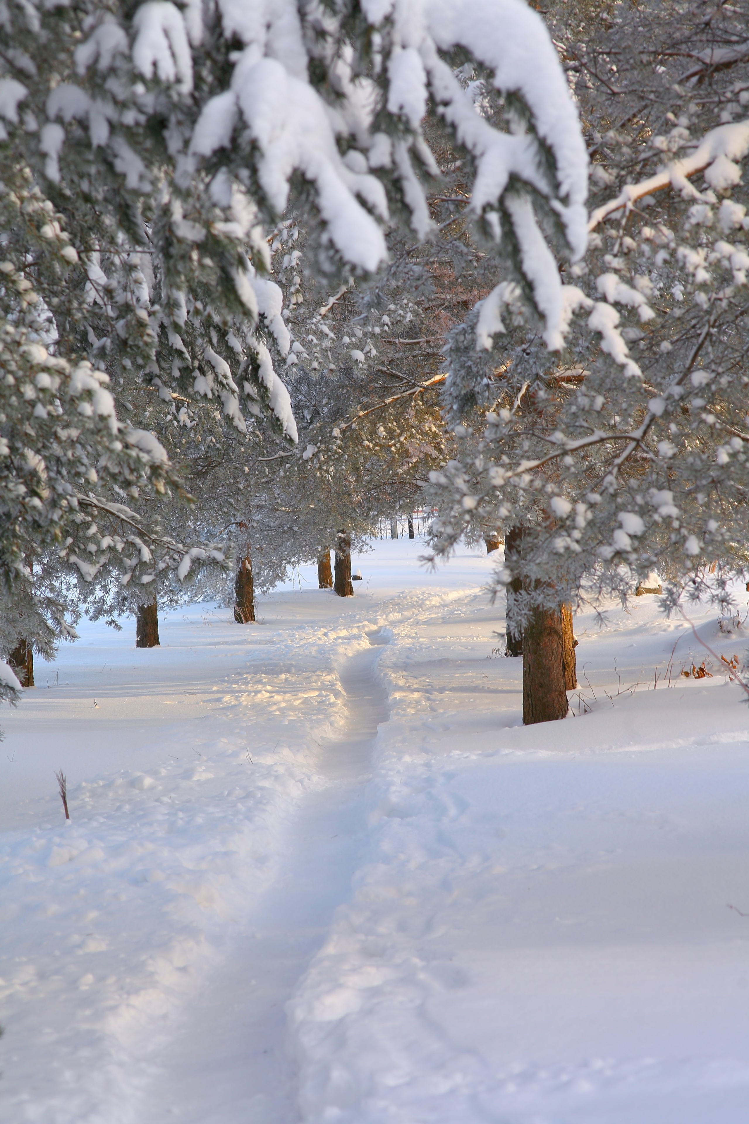 Средняя полоса. Свадебный и репортажный фотограф в Ярославле и Санкт-Петербурге Роман Микрюков