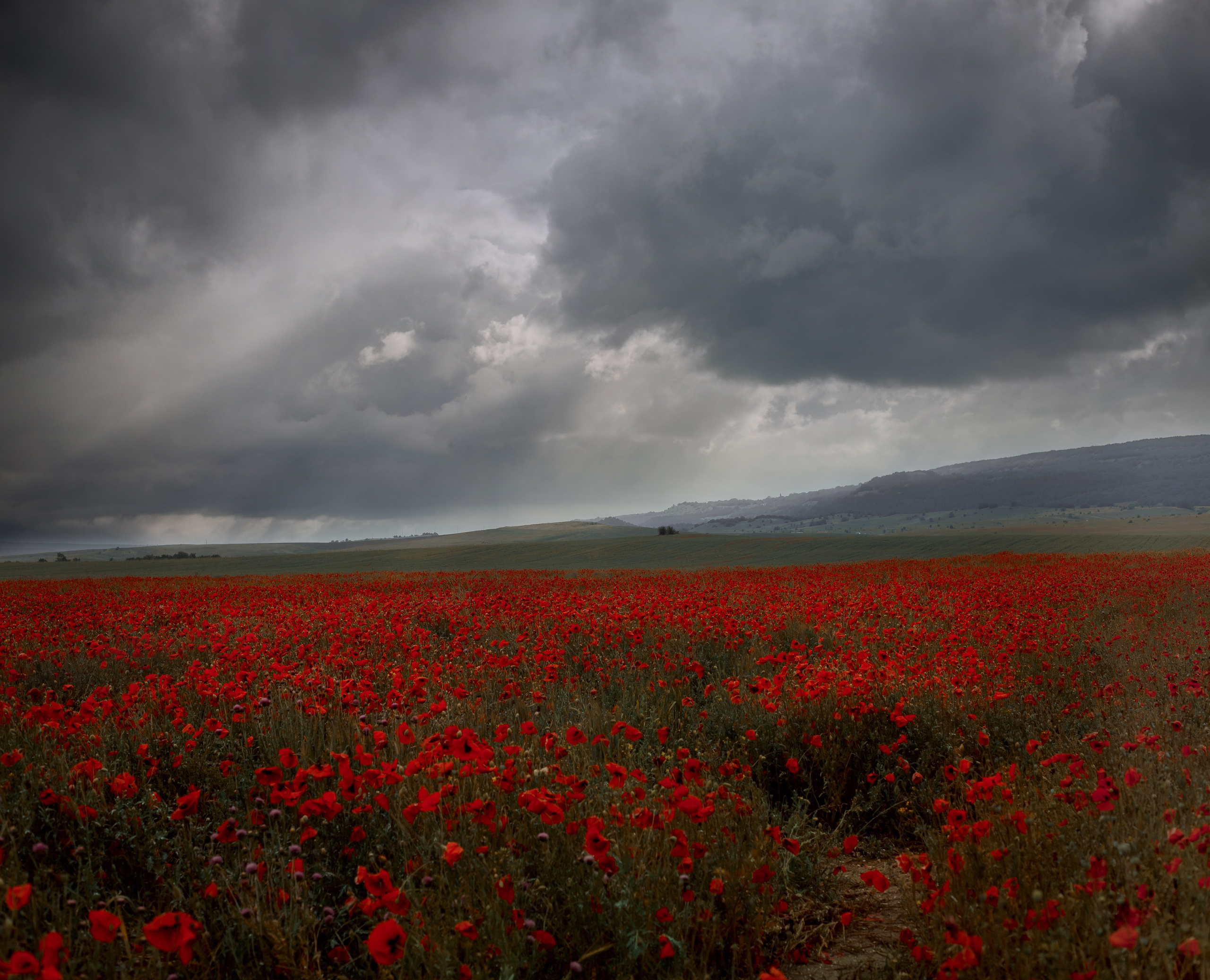 Пейзаж. Детская Конная фотография в Москве Юлия Шепелева