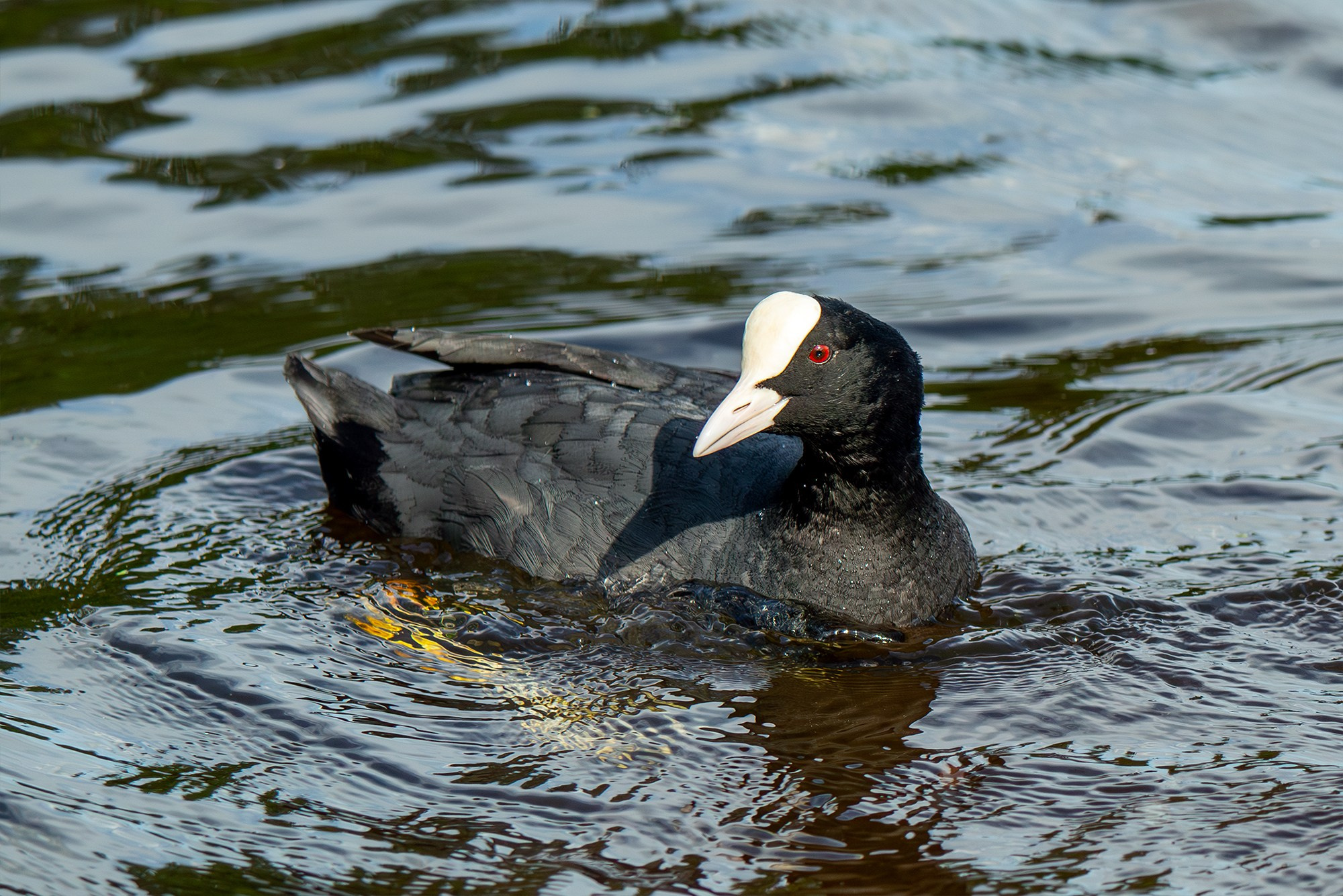 Удивительные мир птиц. Вокруг нас столько прекрасного — присмотритесь!. Ваш личный фотограф Марина Волкова