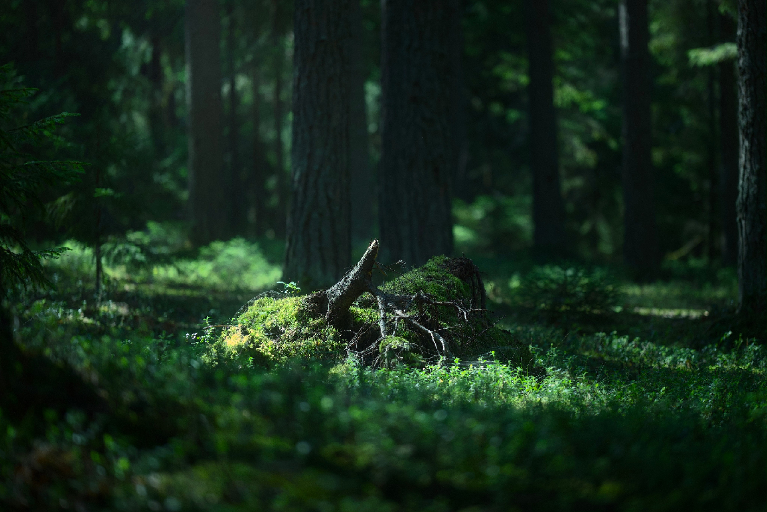 Пейзажи. Фотограф-любитель из Кирова Андрей Погребняк